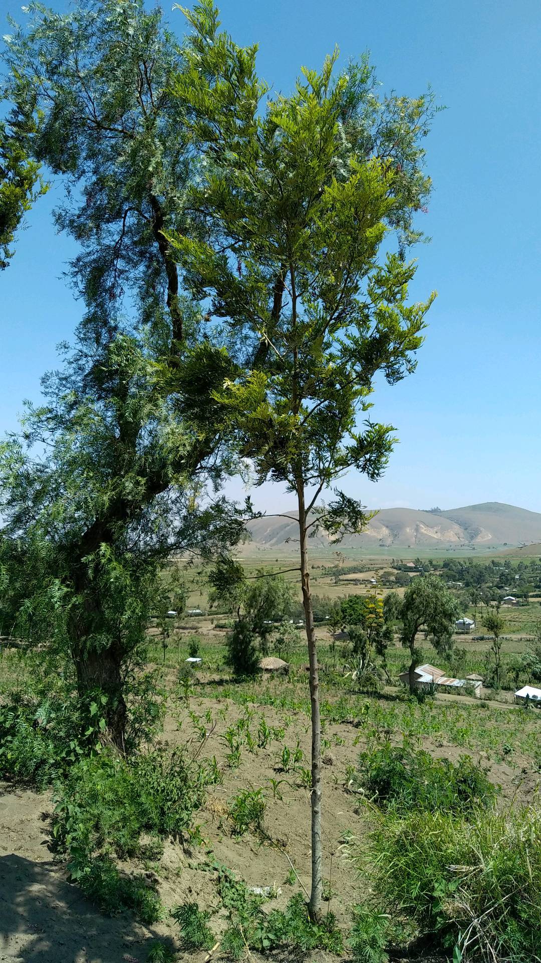 tree