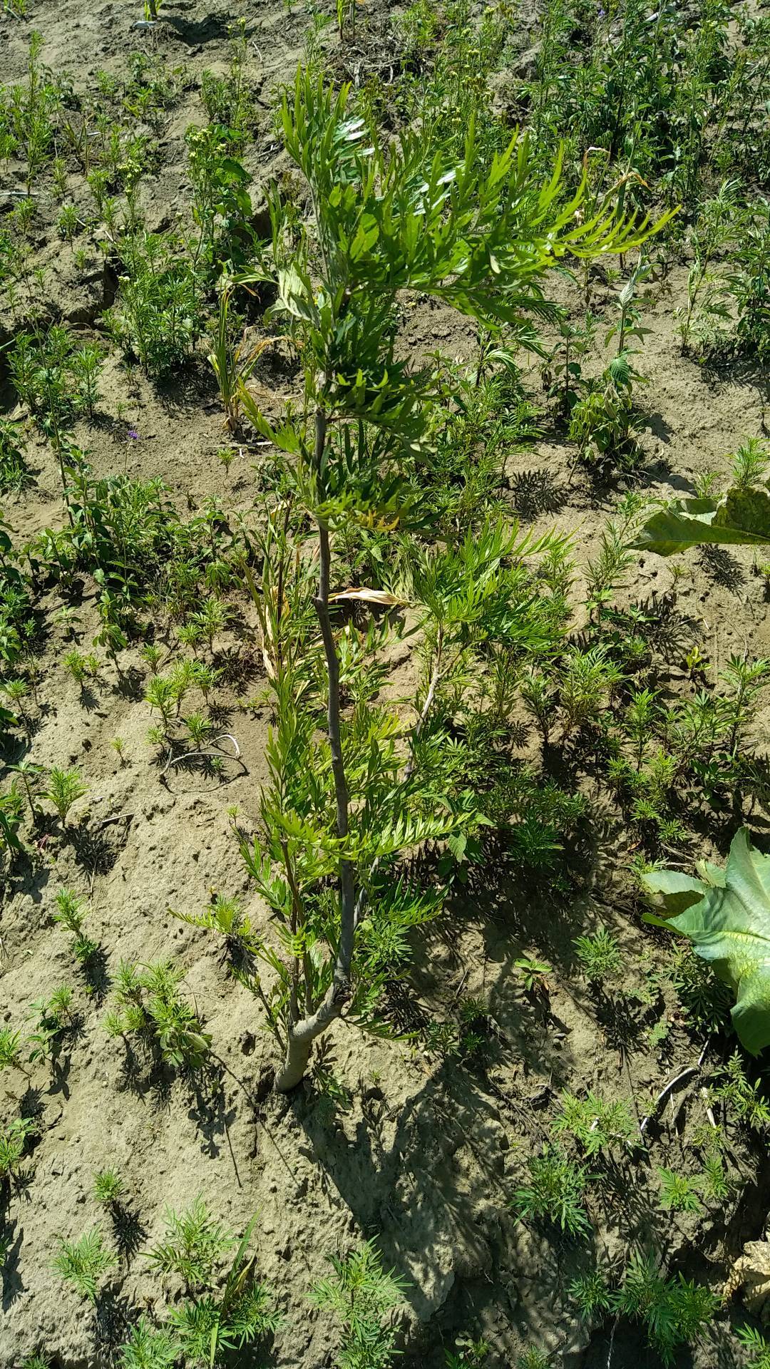 tree