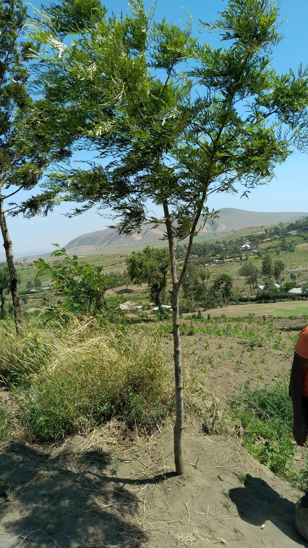 tree