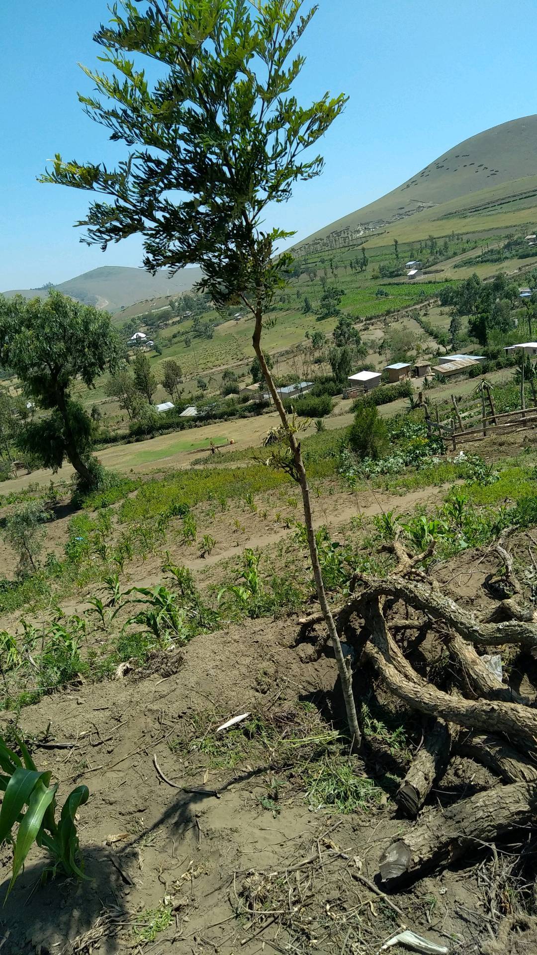 tree