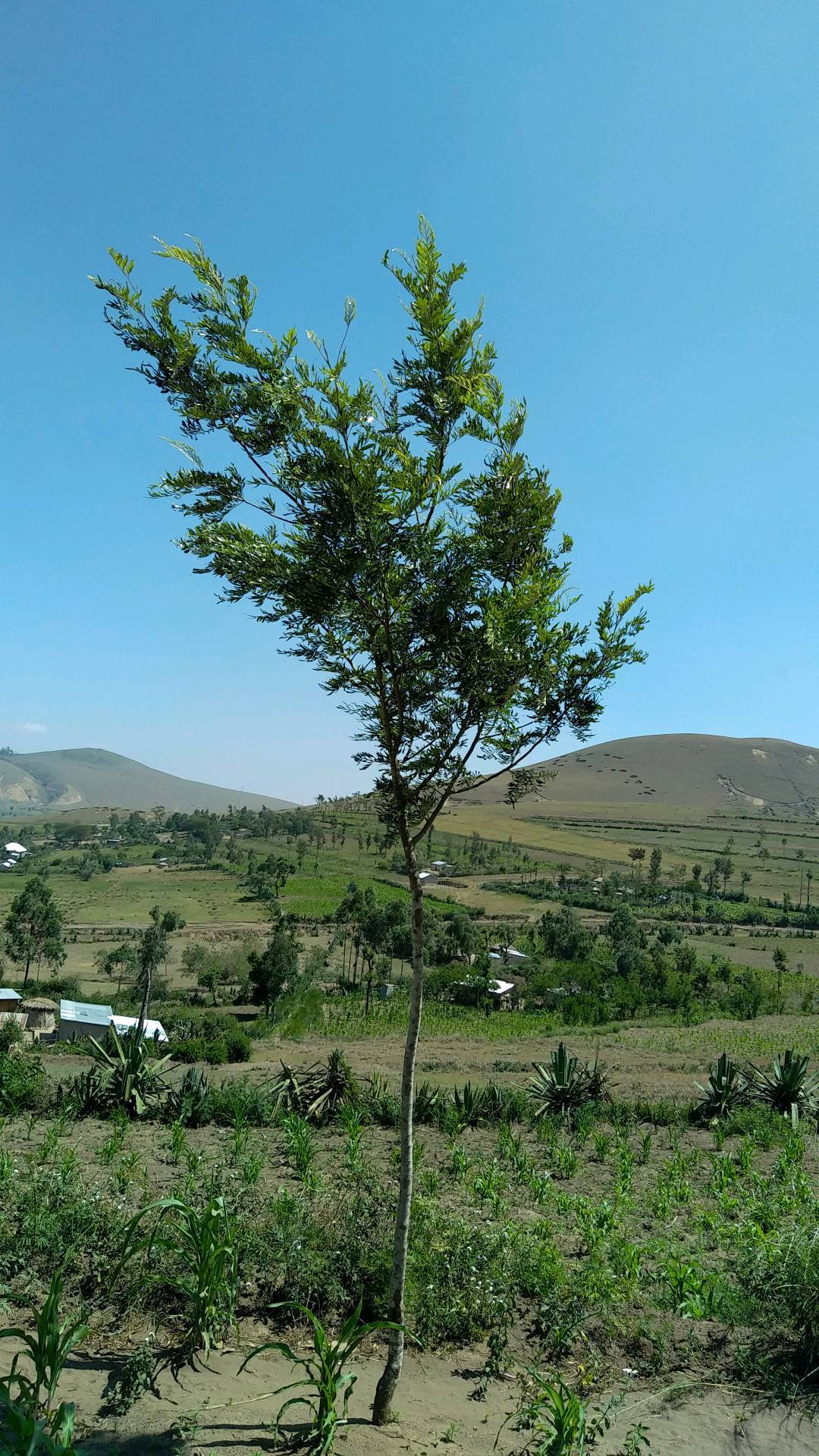 tree