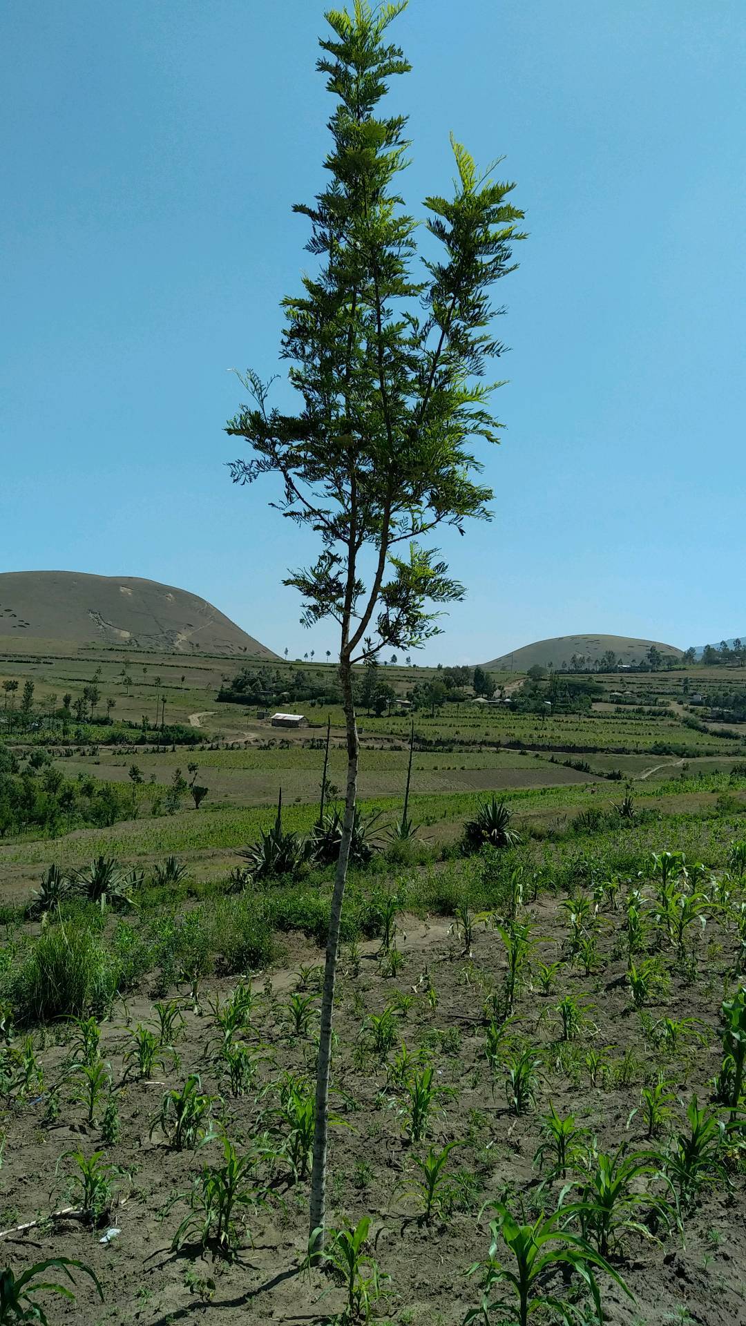 tree