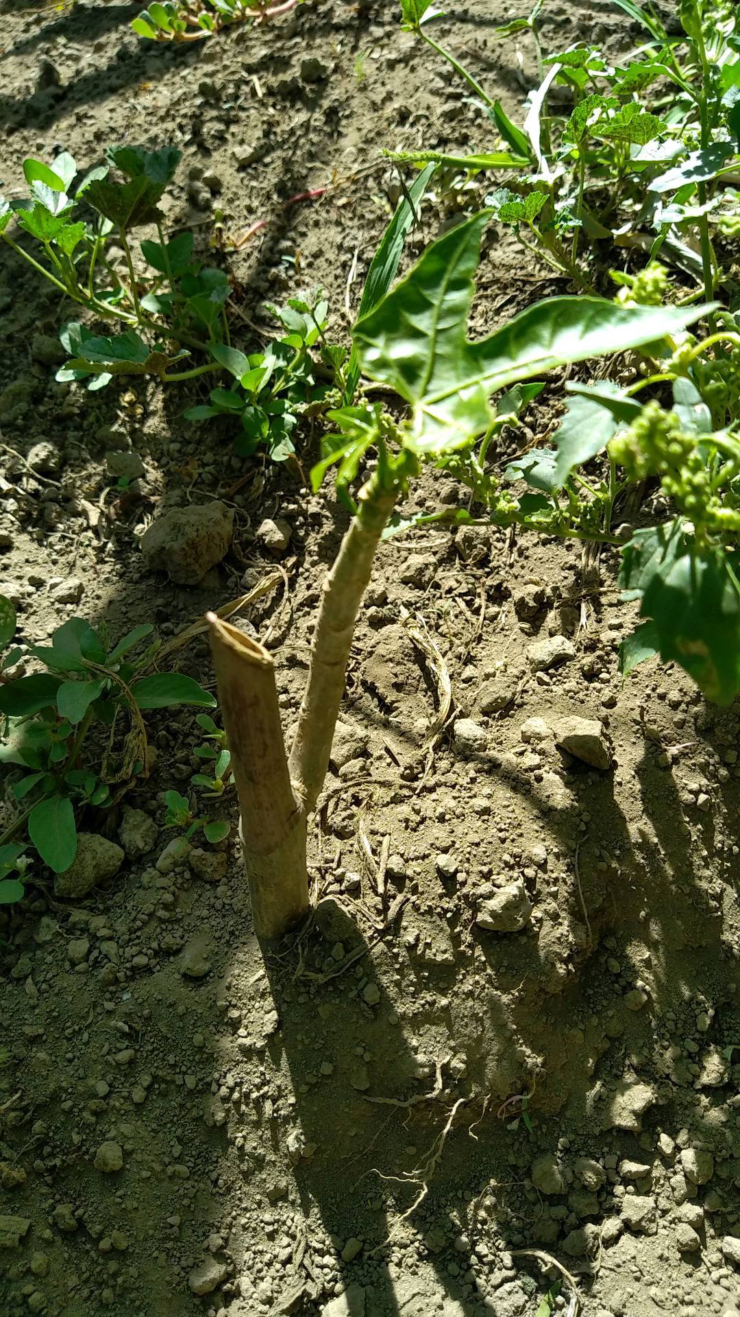tree