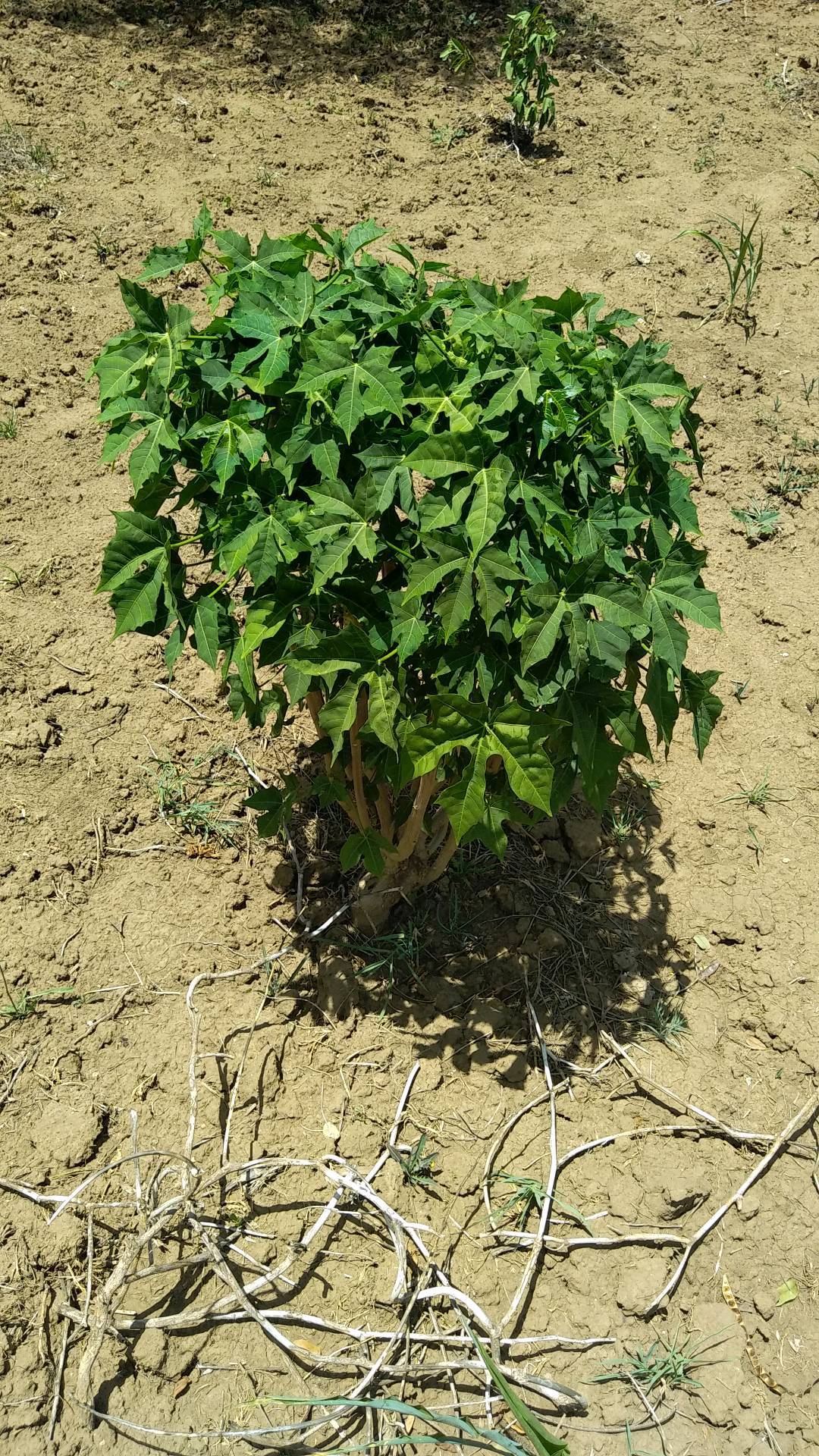 tree
