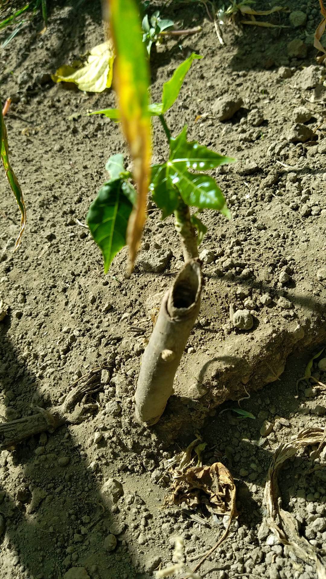 tree