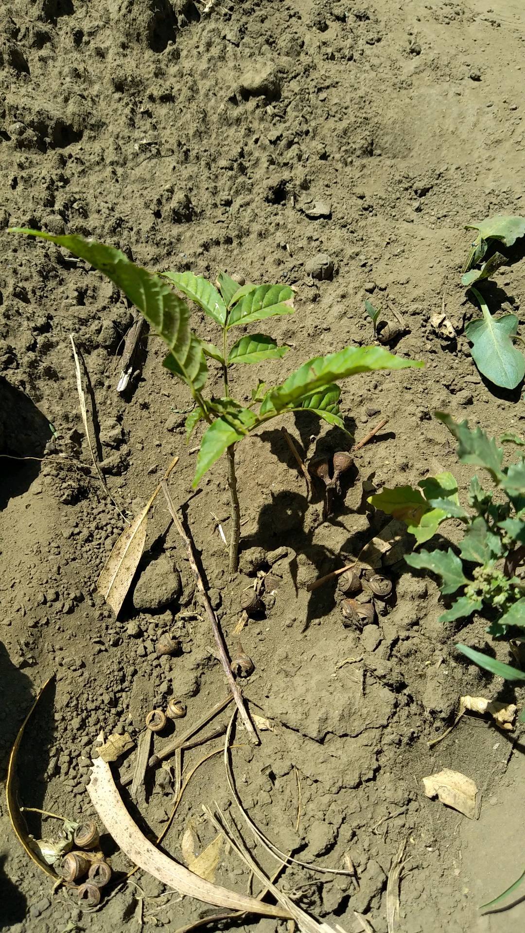 tree
