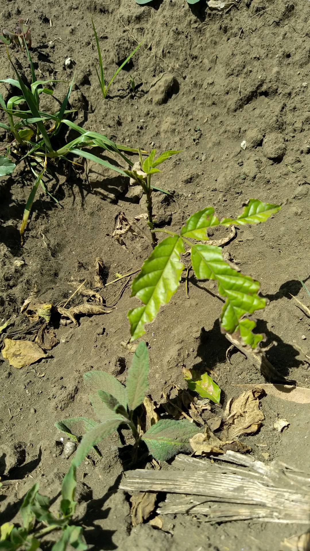 tree