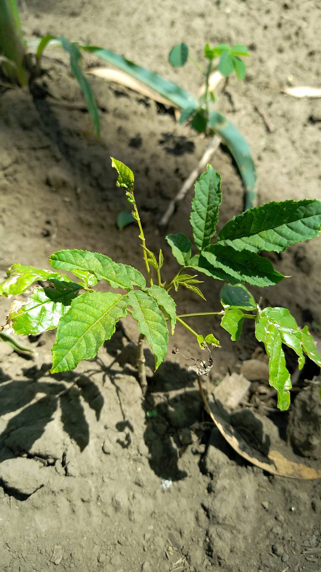 tree