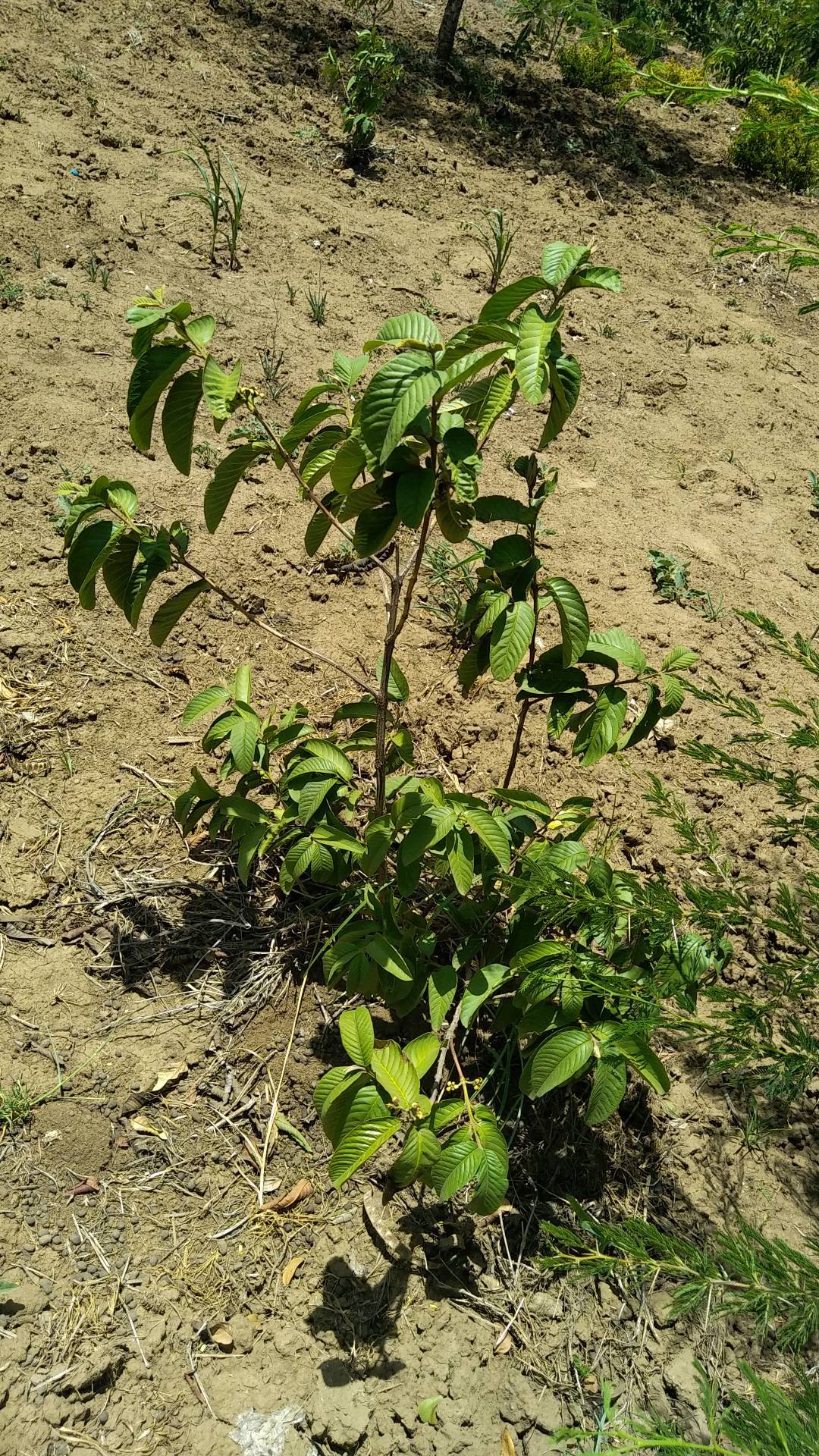 tree