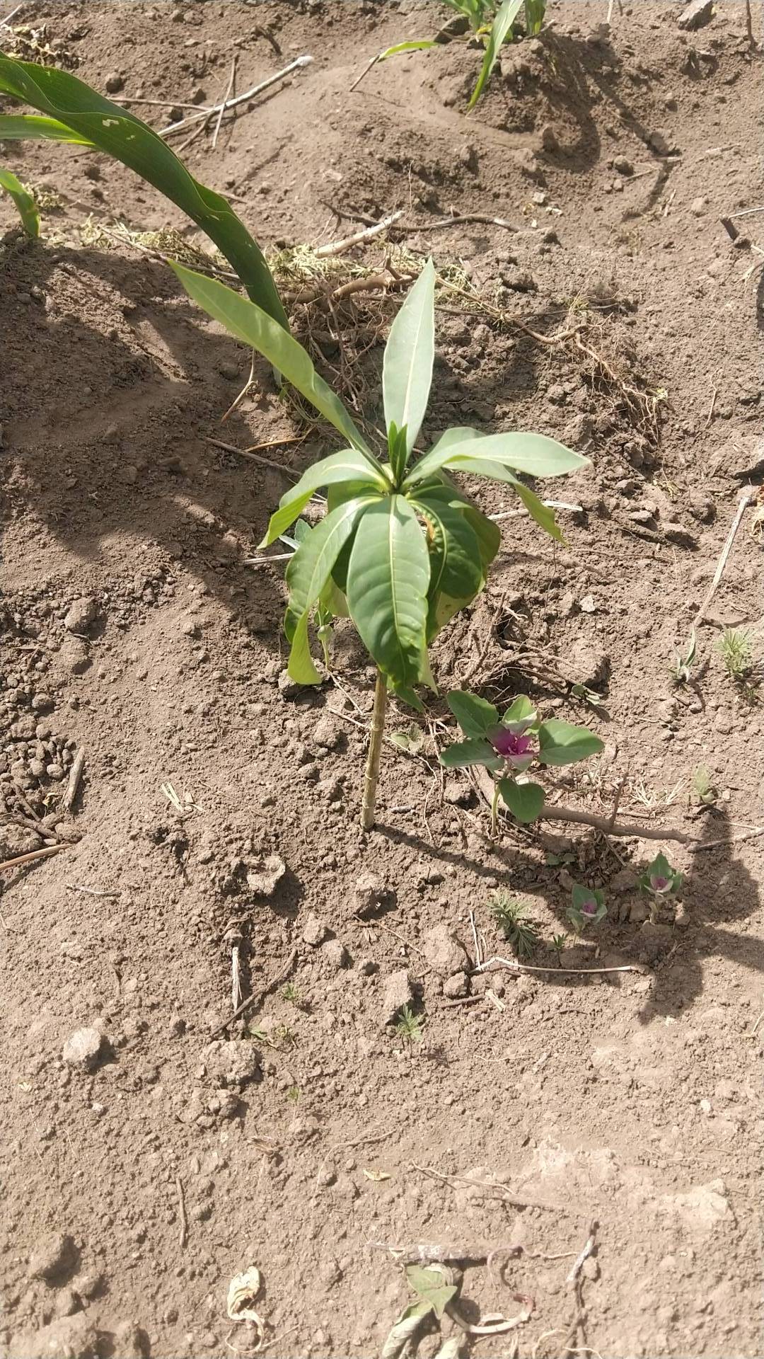 tree