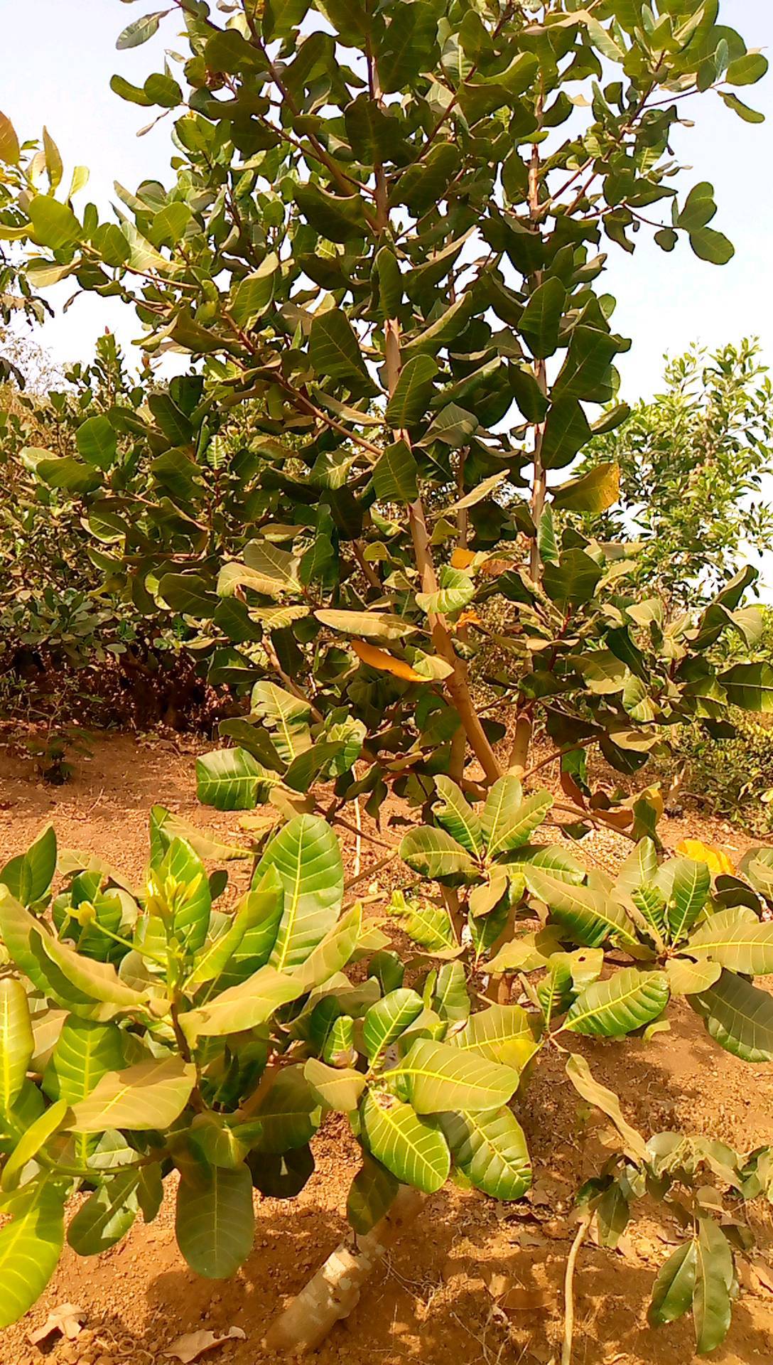 tree