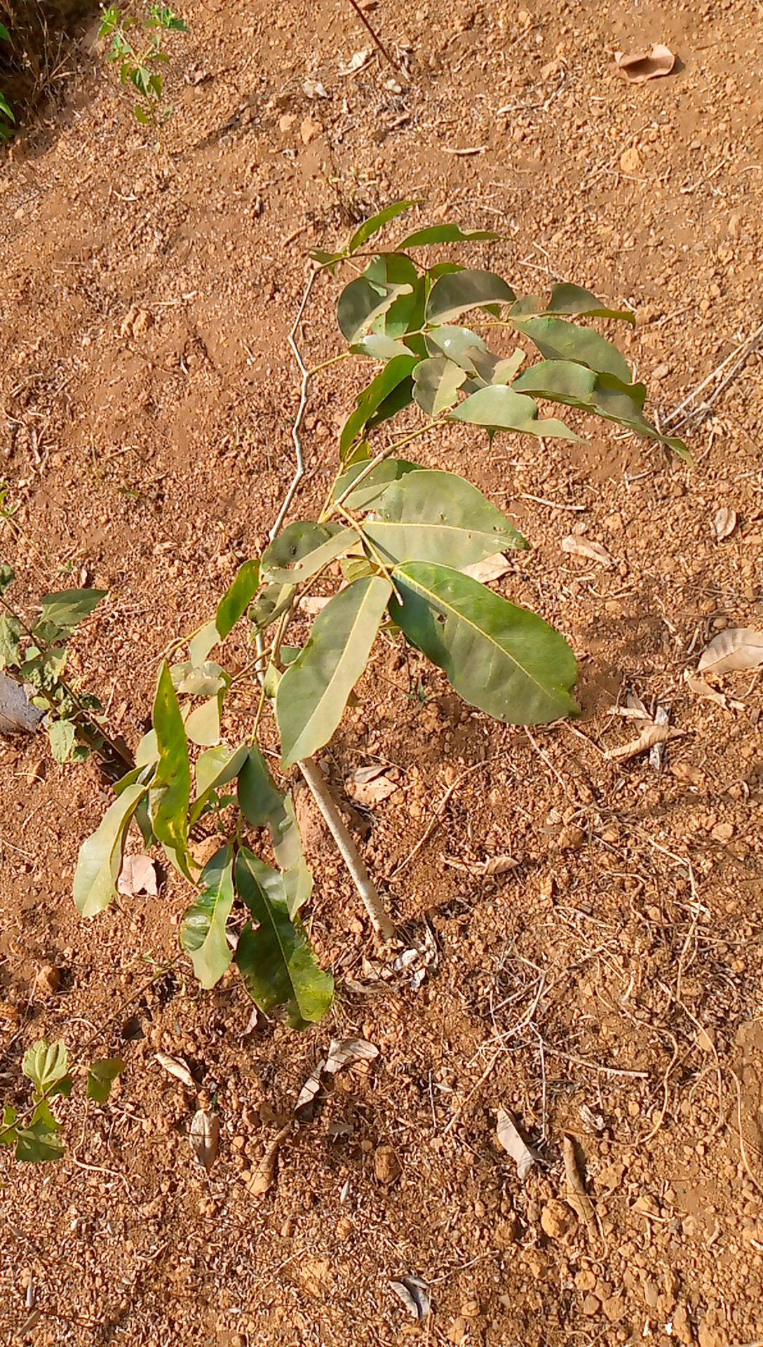 tree