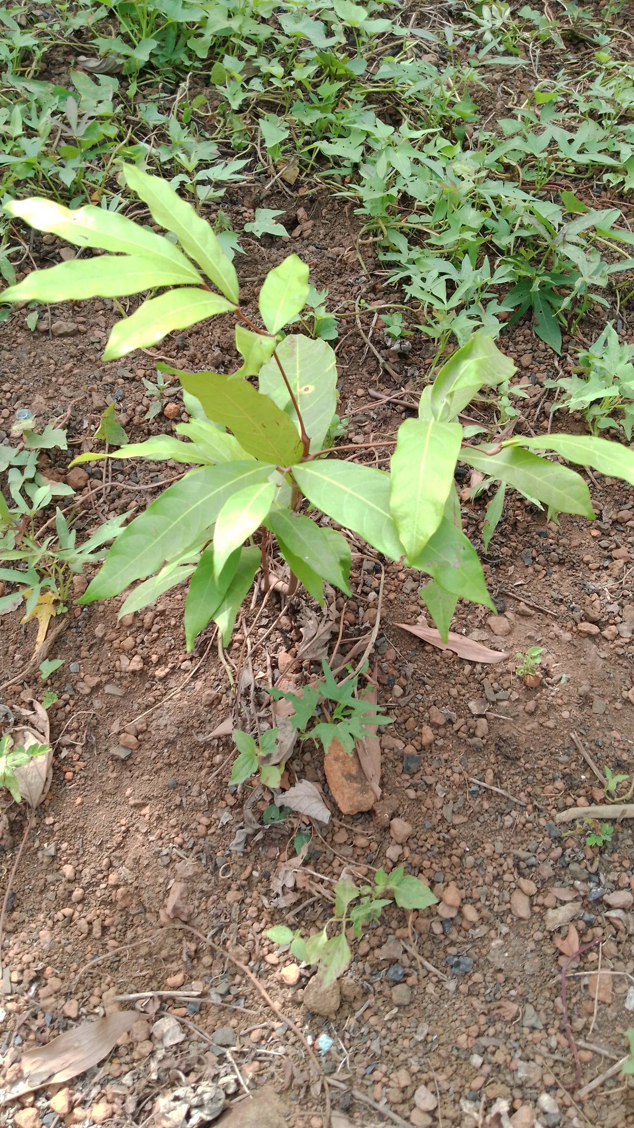 tree
