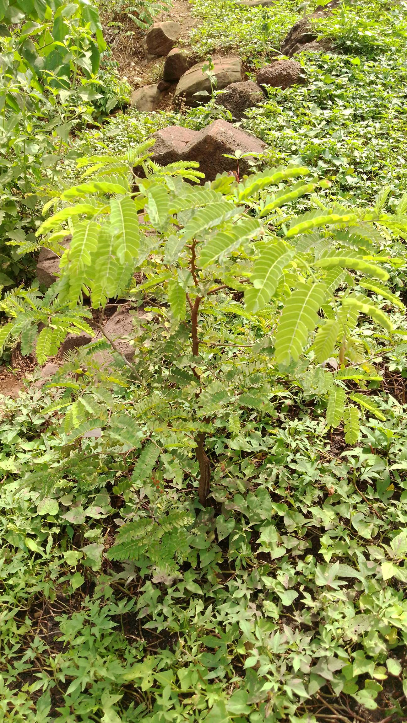 tree