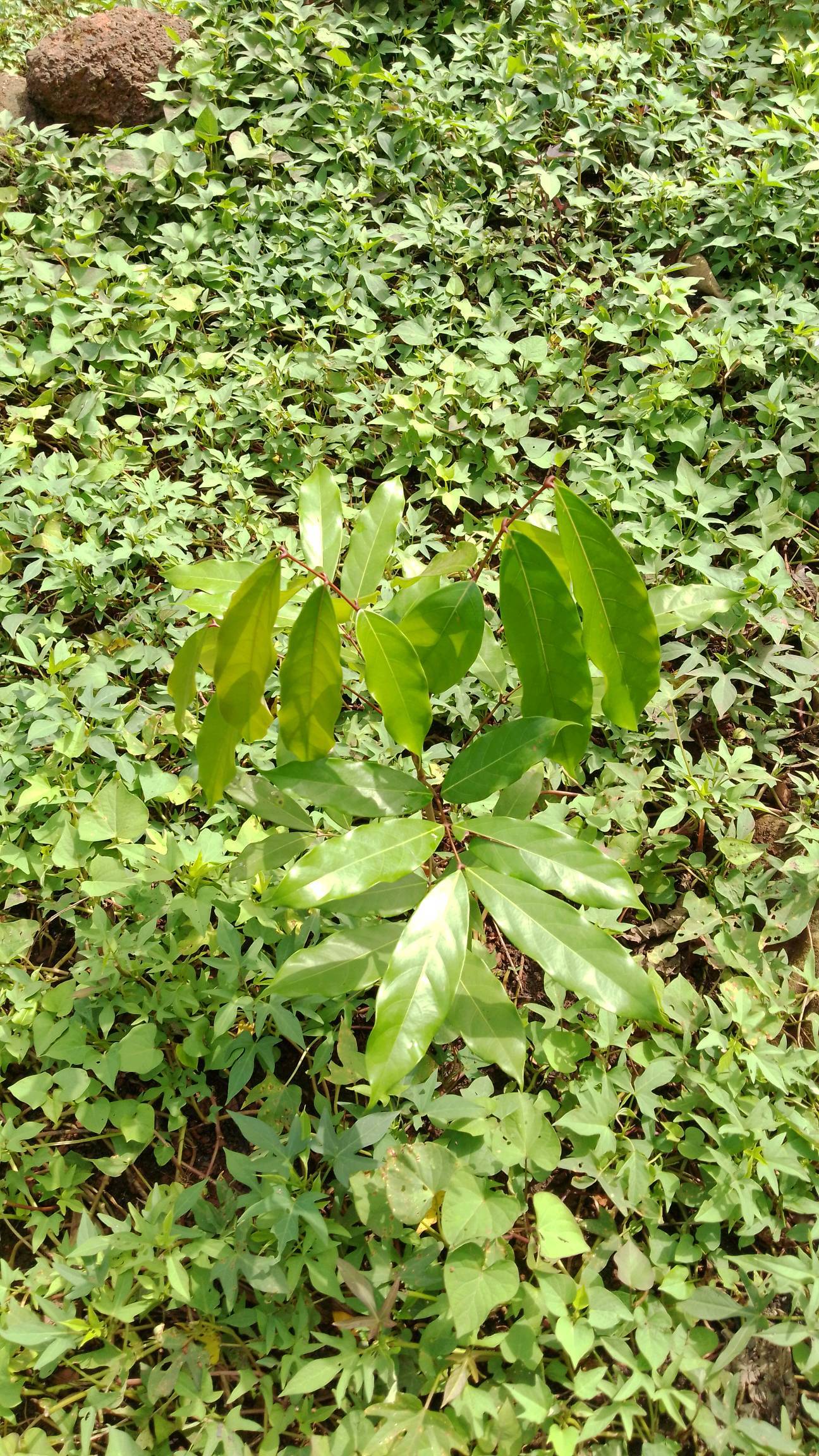tree