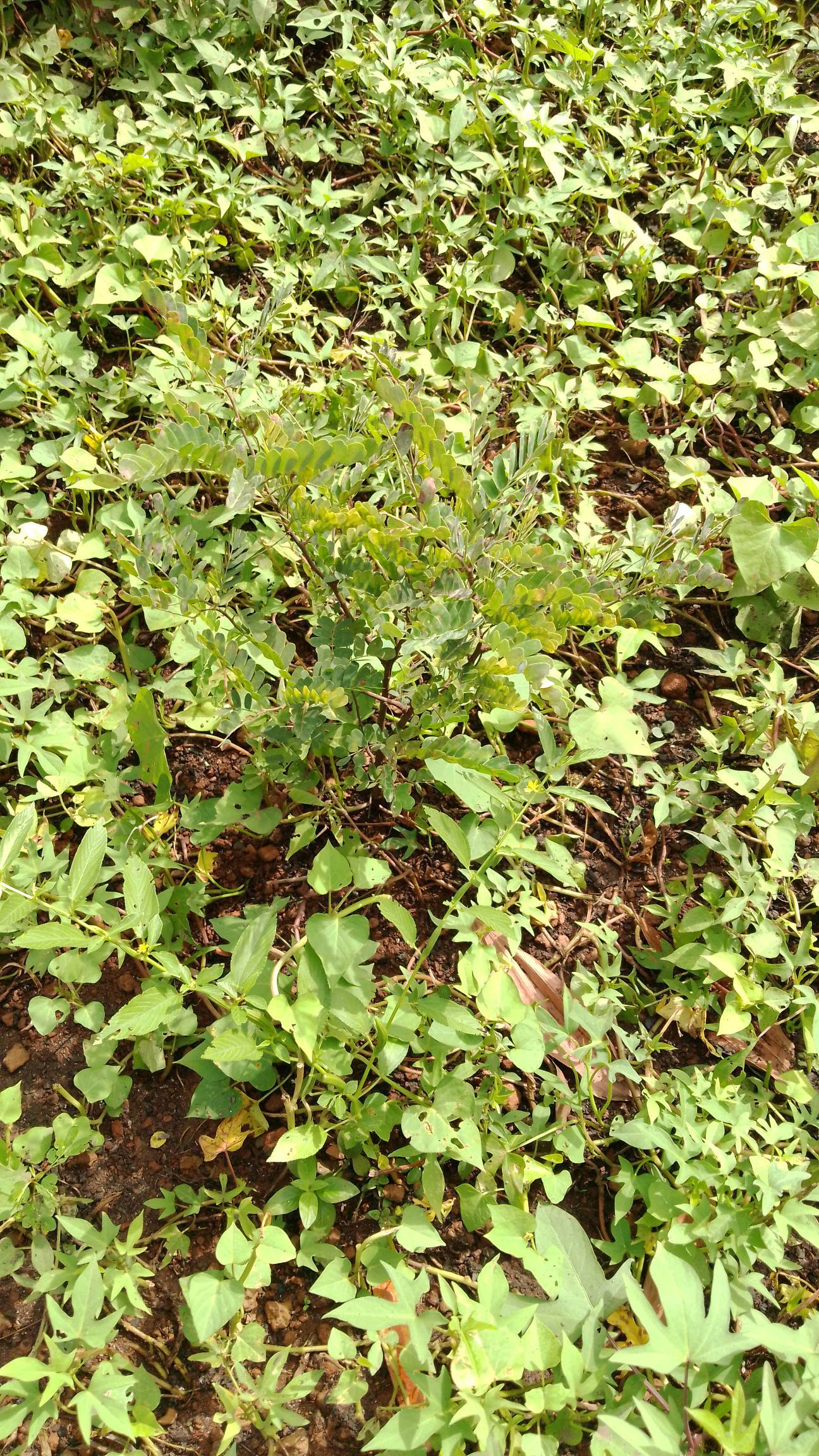 tree