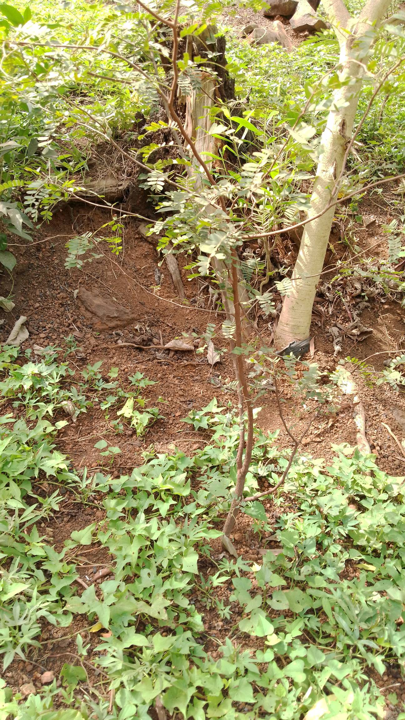 tree
