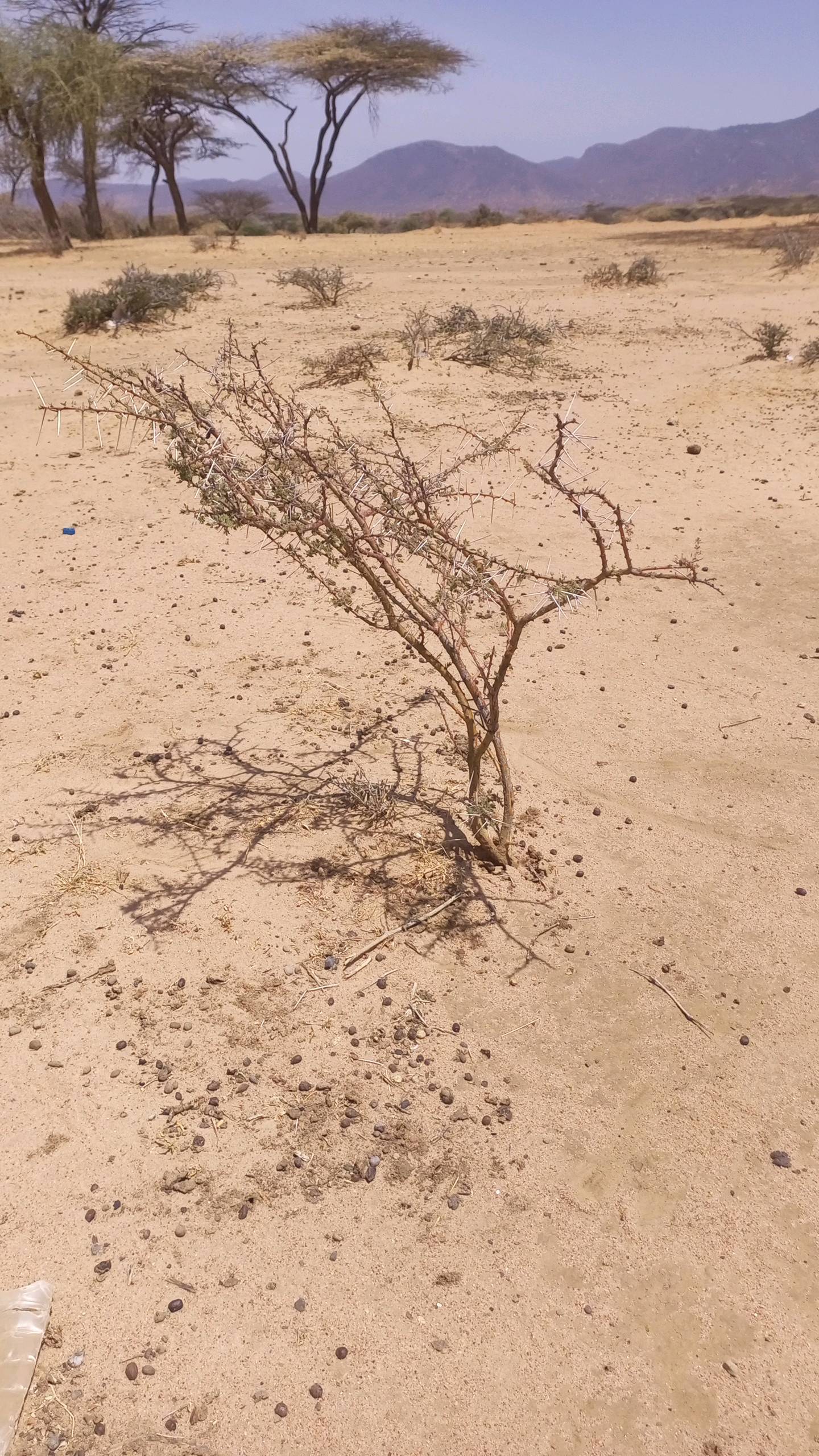 tree