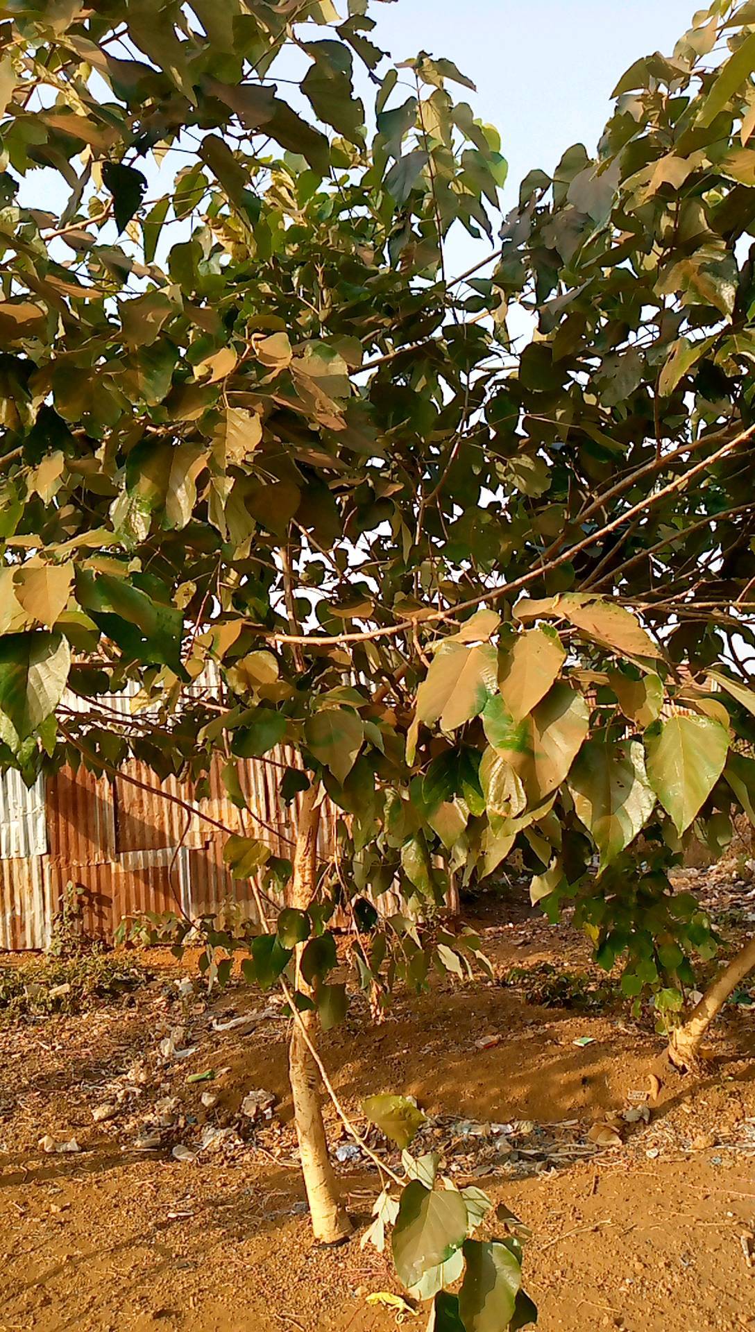 tree