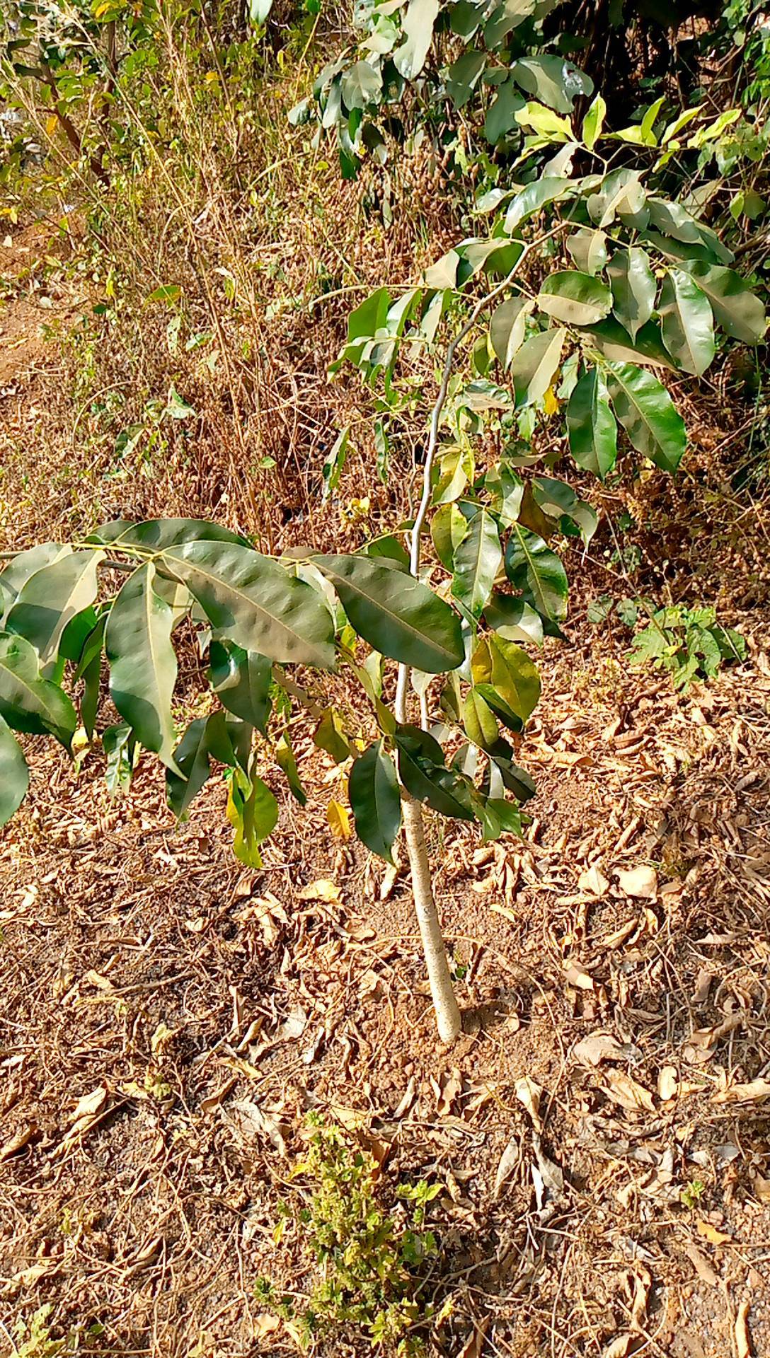 tree