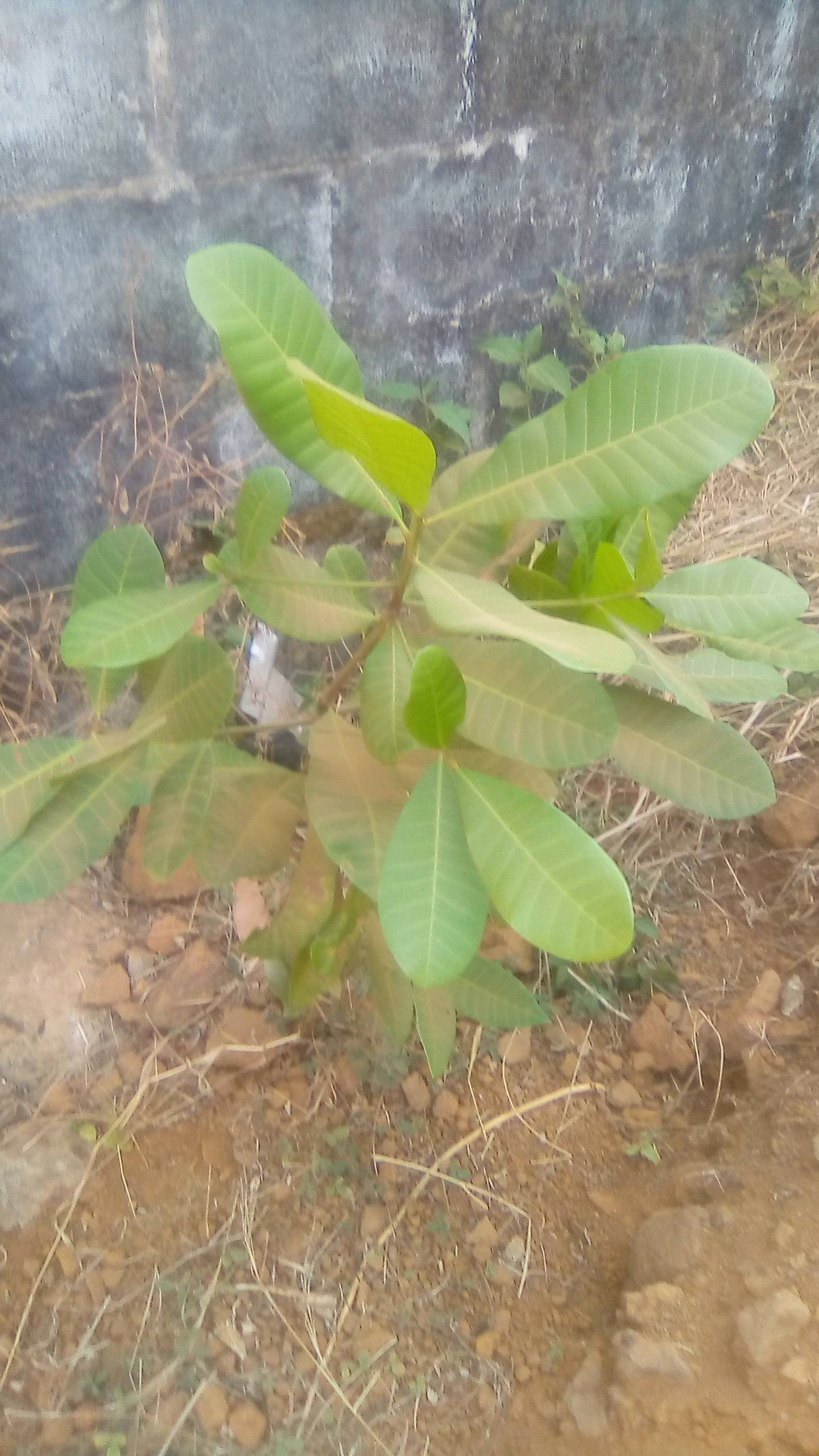 tree