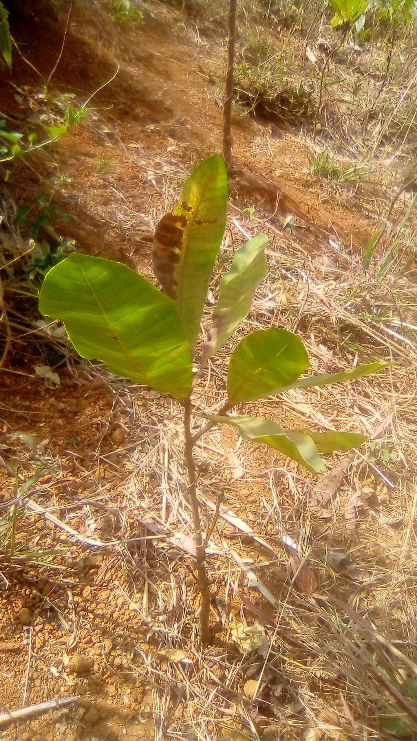 tree