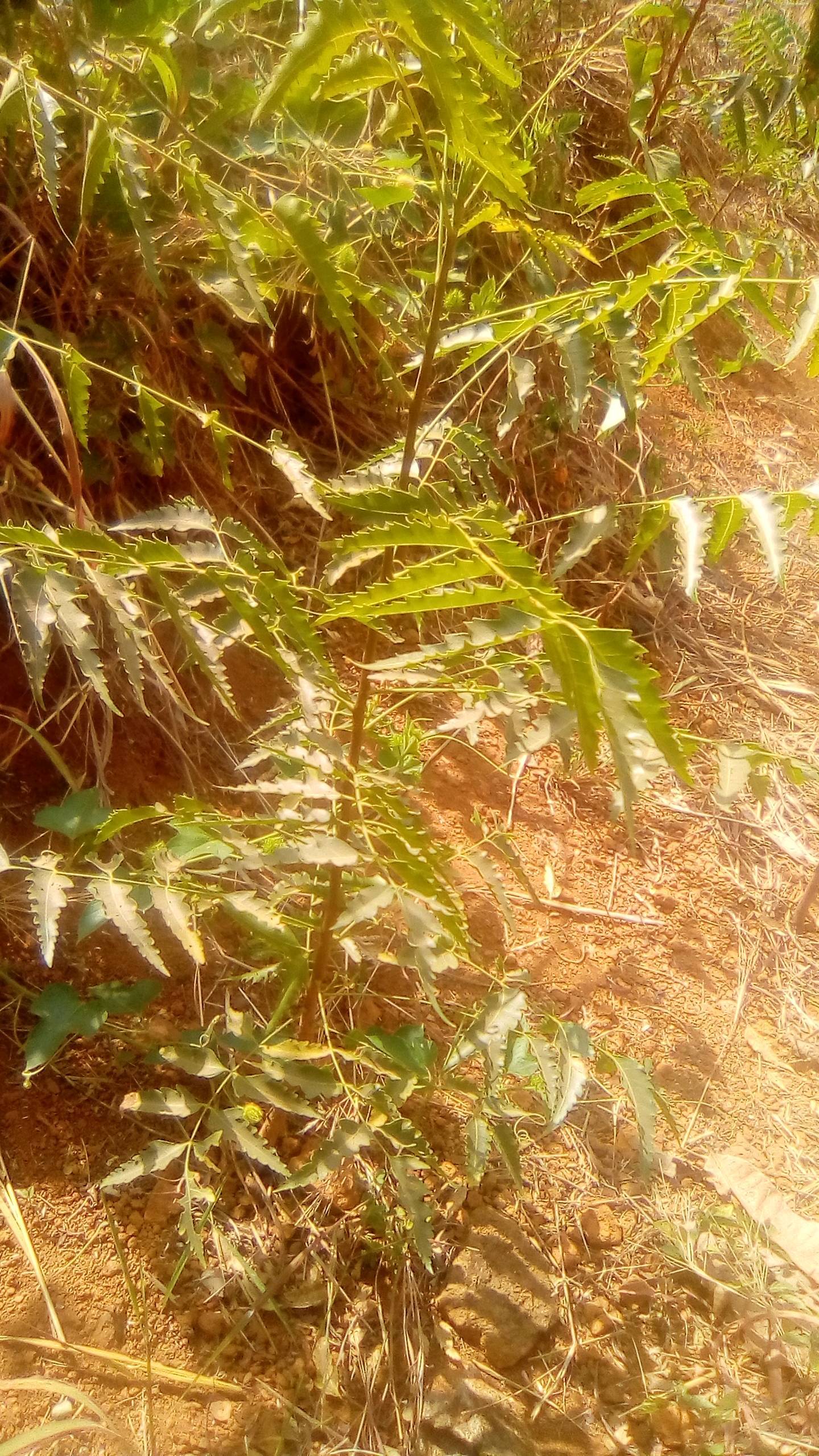 tree