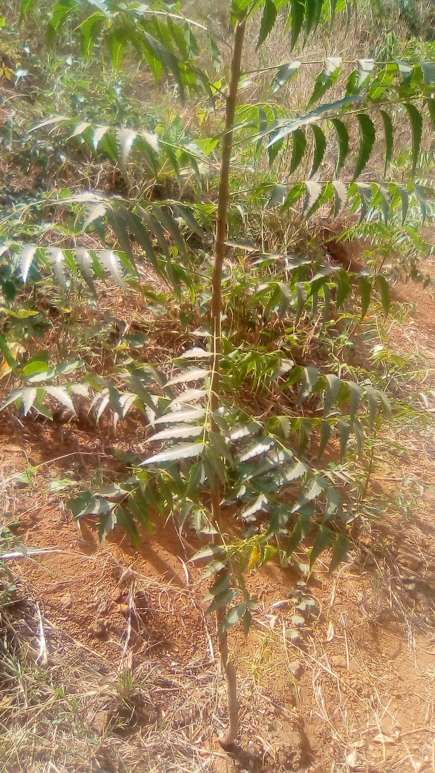 tree