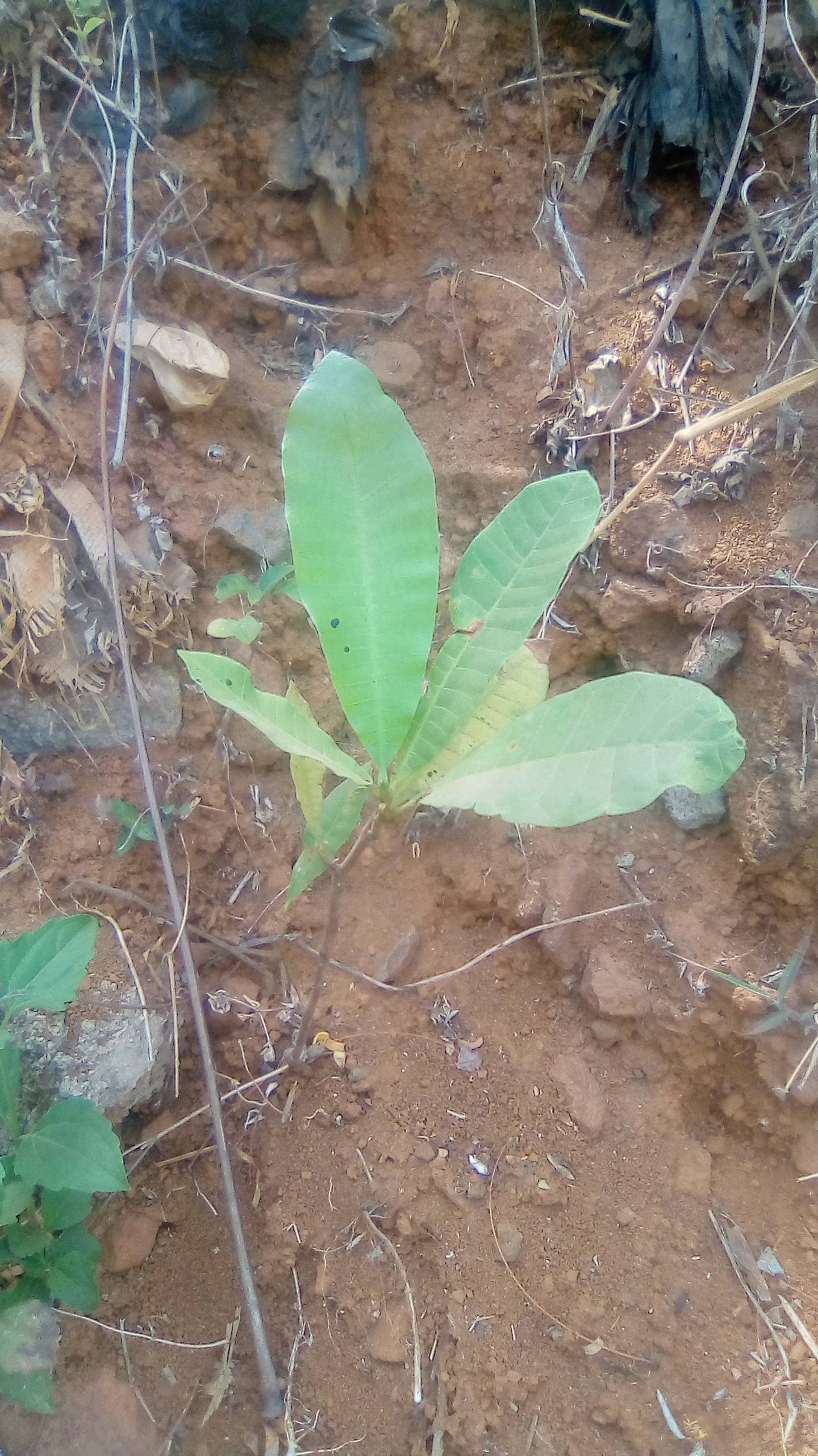 tree