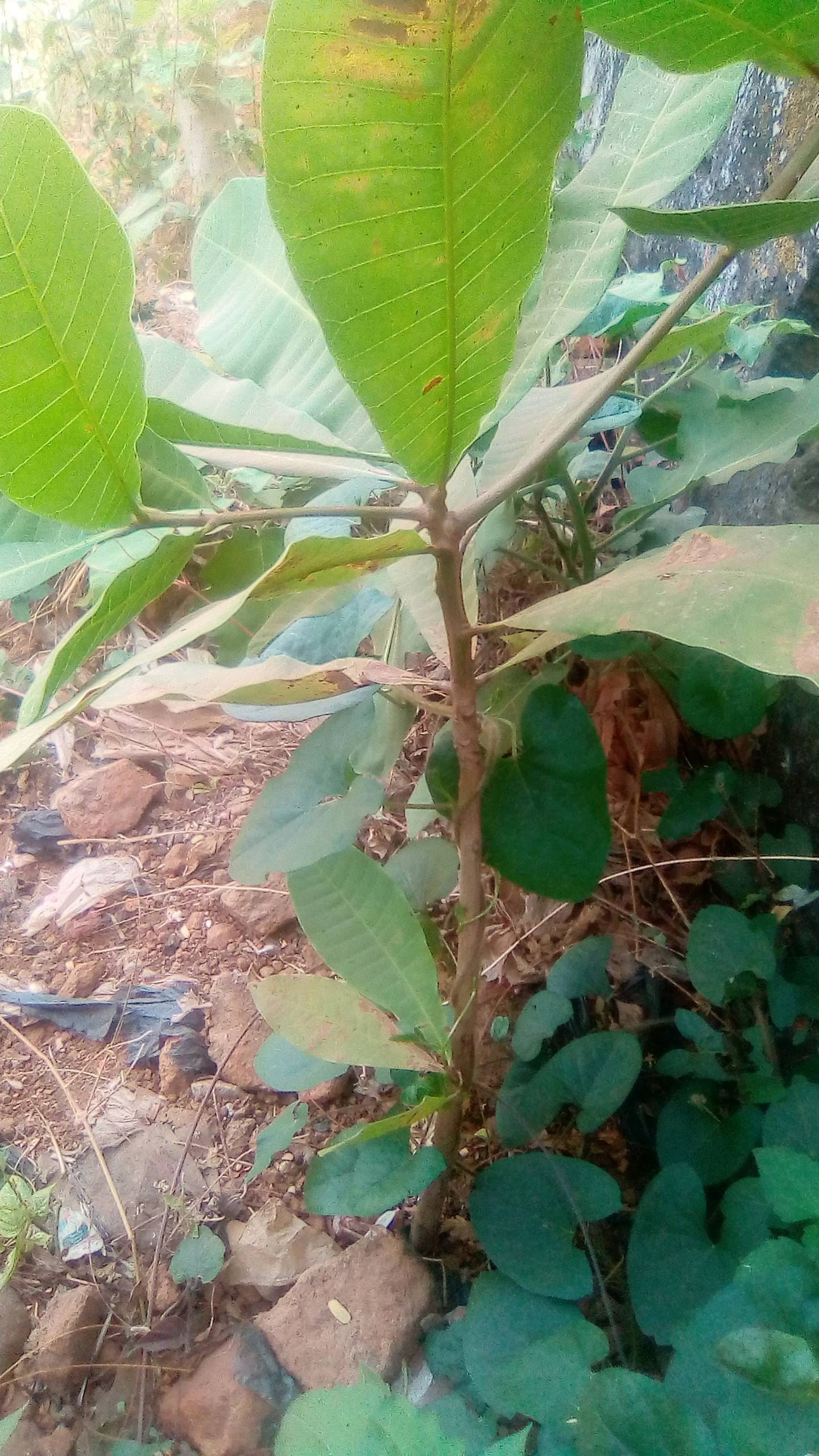 tree