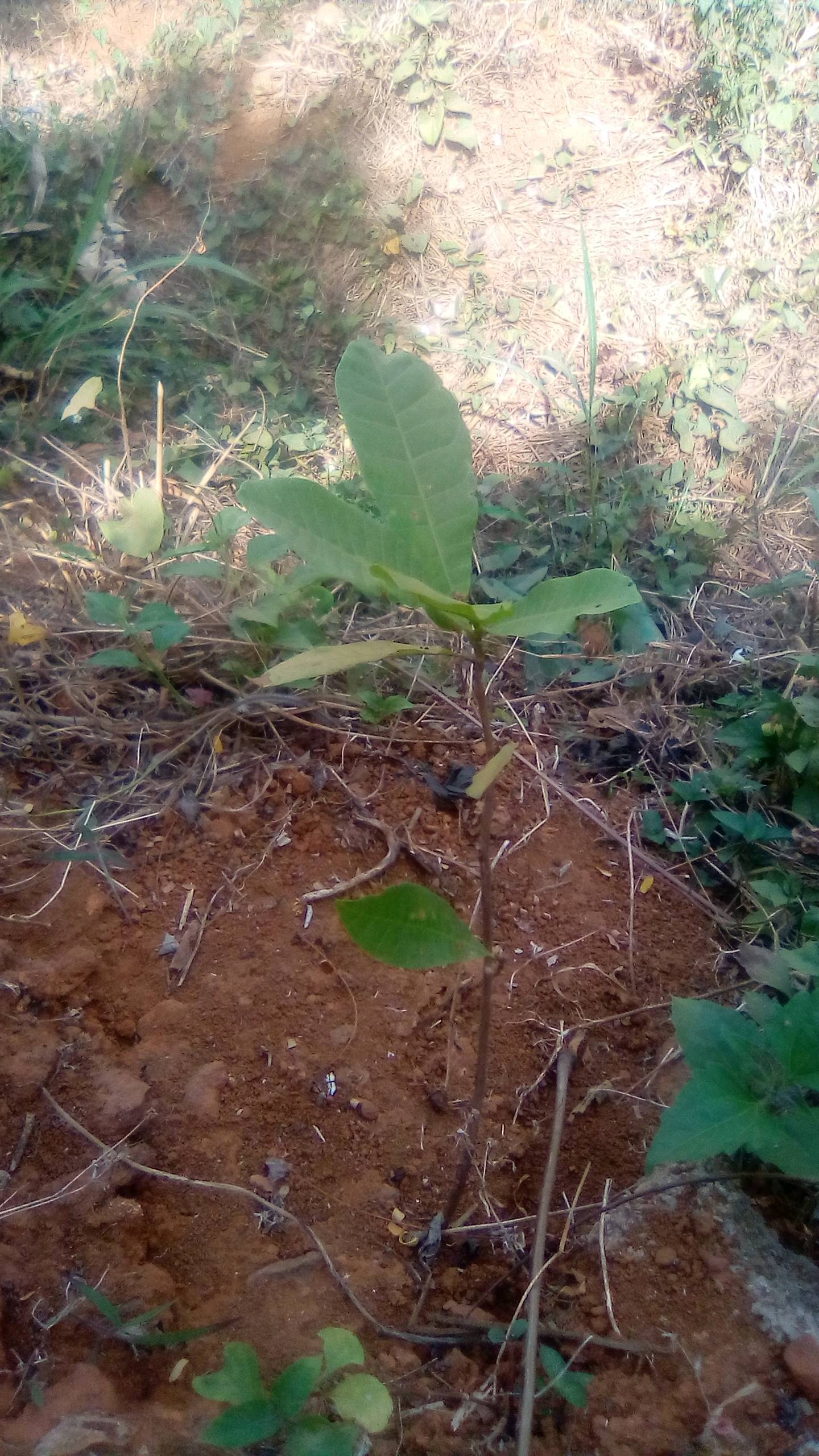 tree