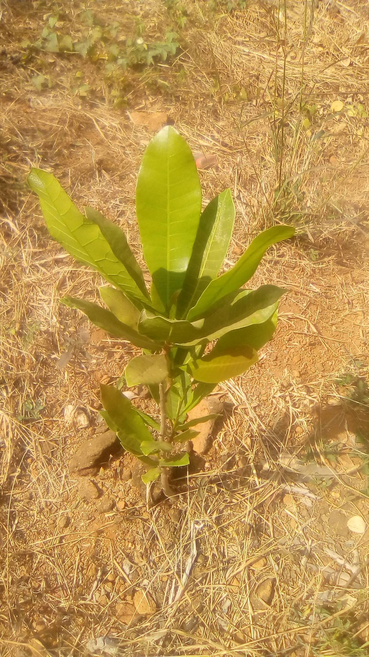 tree