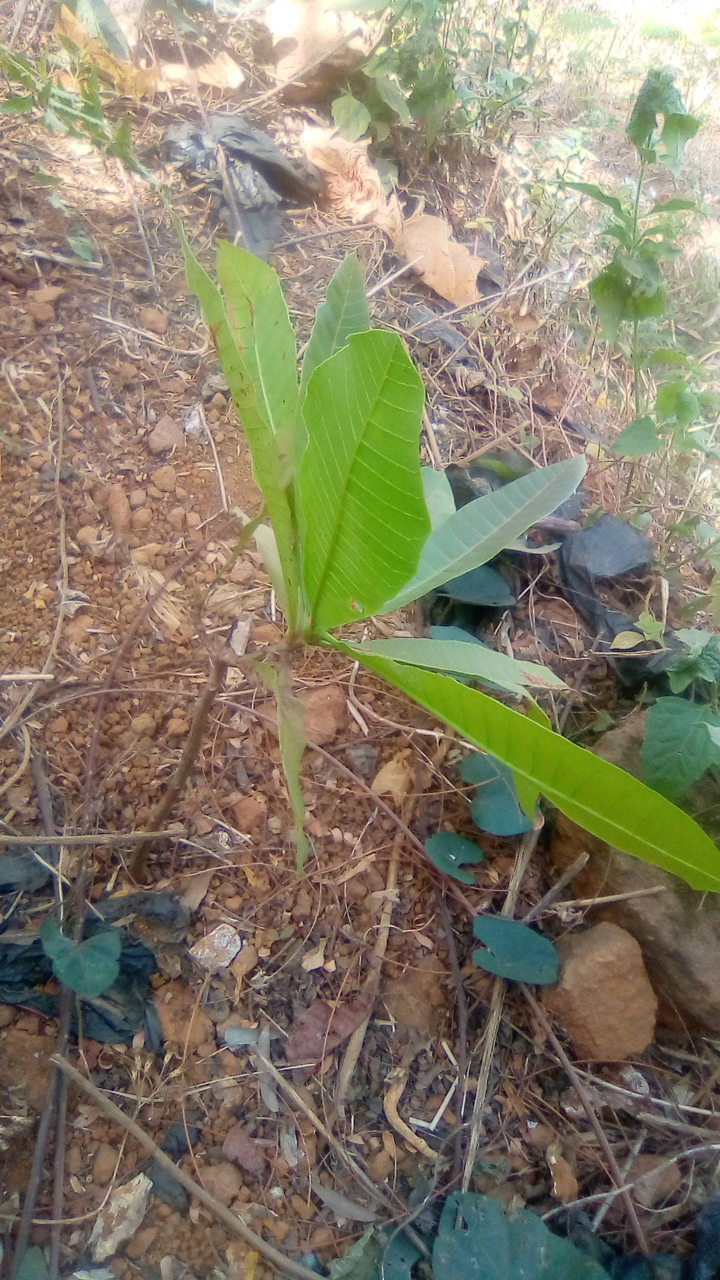 tree