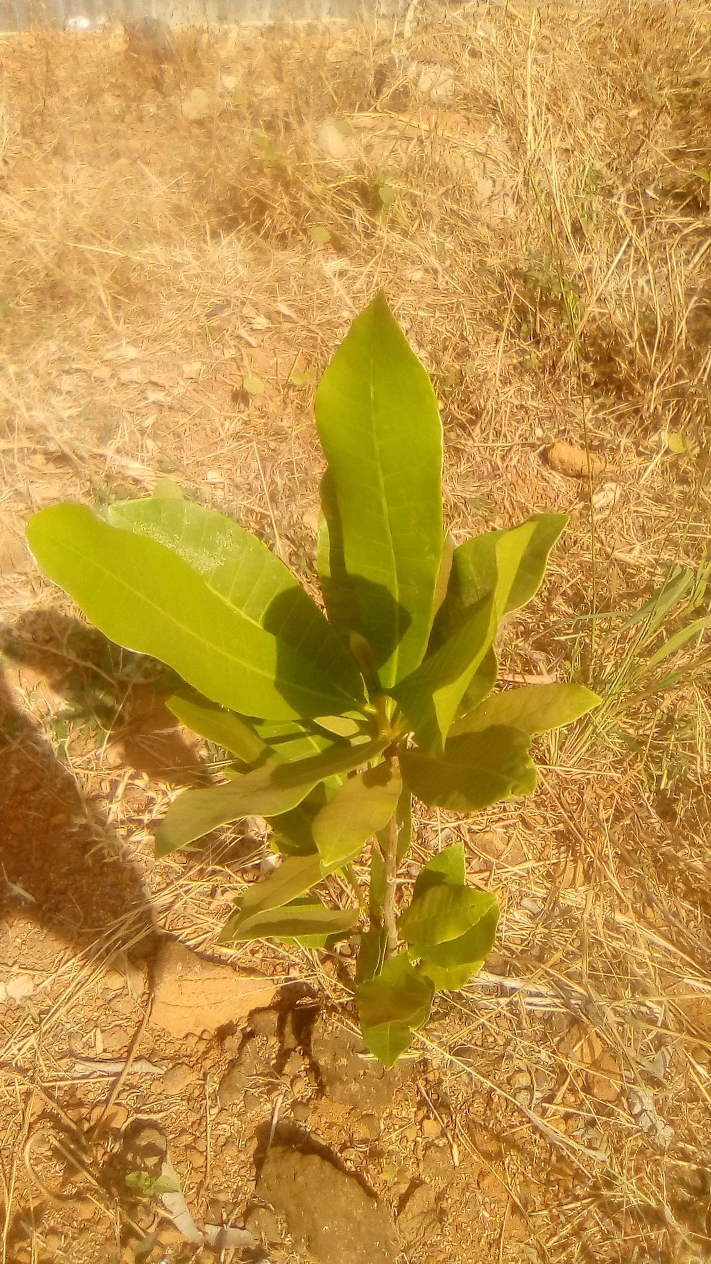 tree
