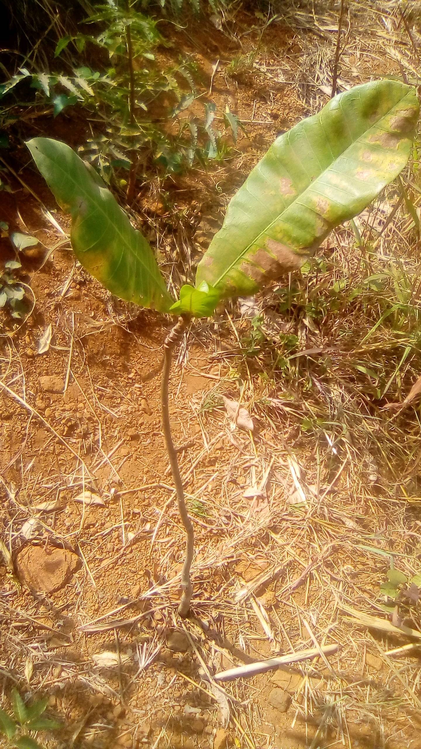 tree
