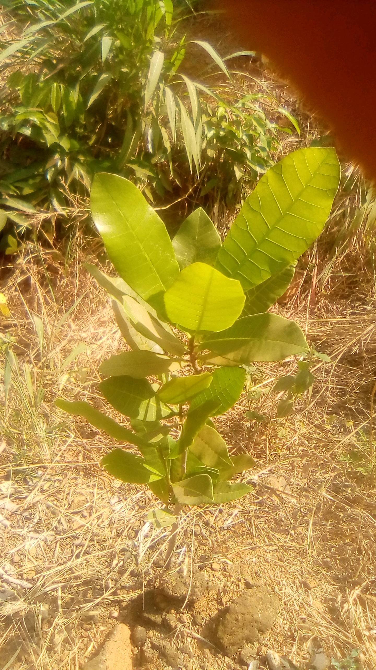 tree