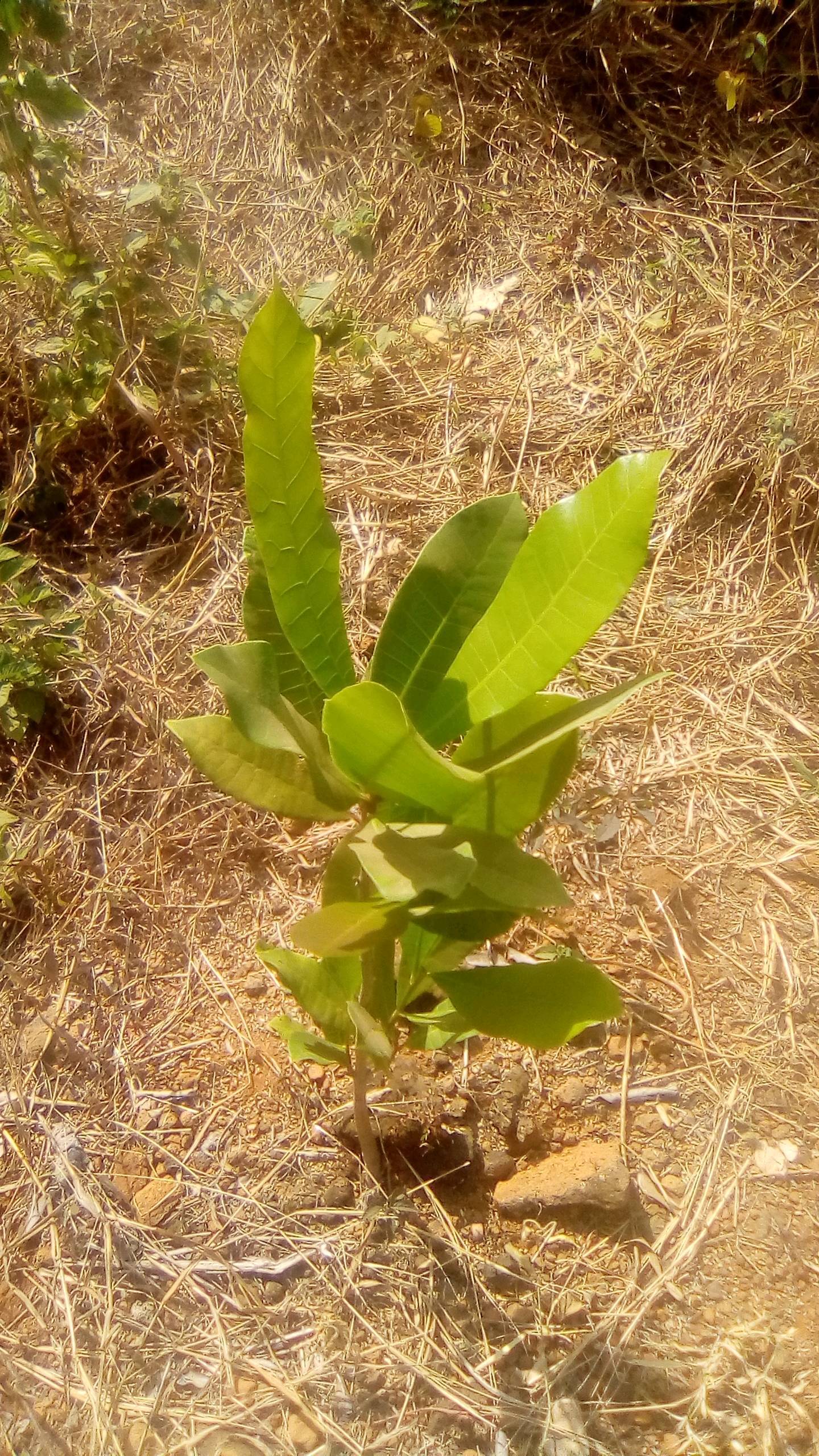tree