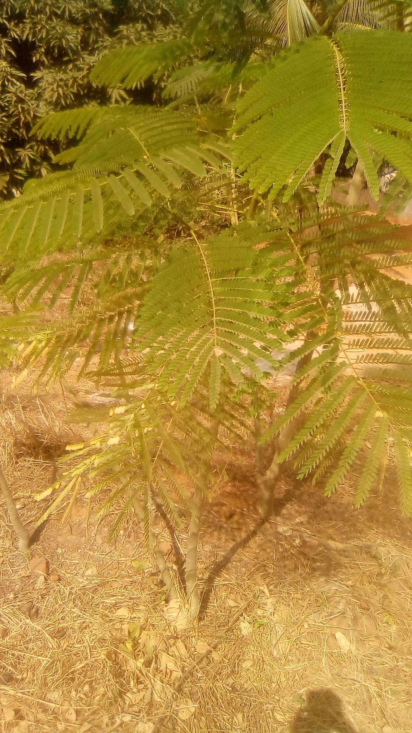 tree