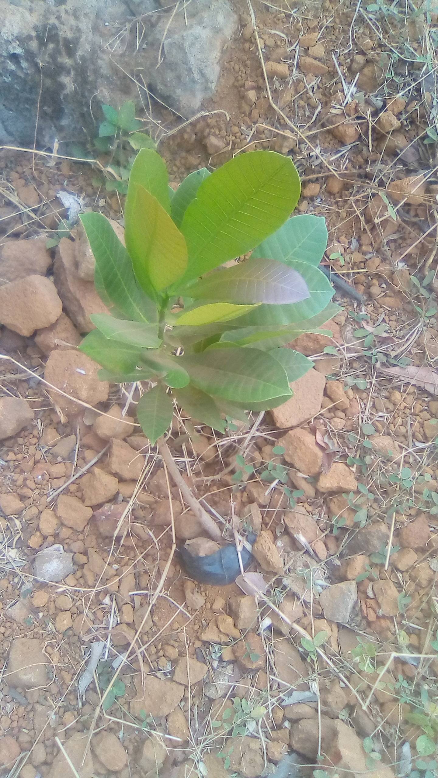 tree