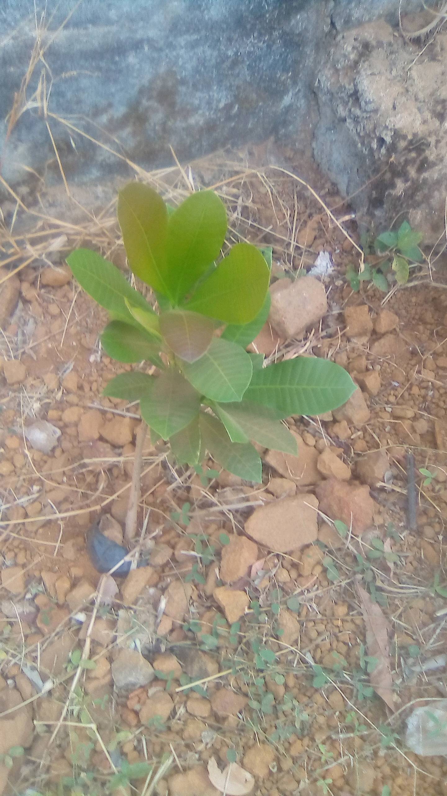 tree