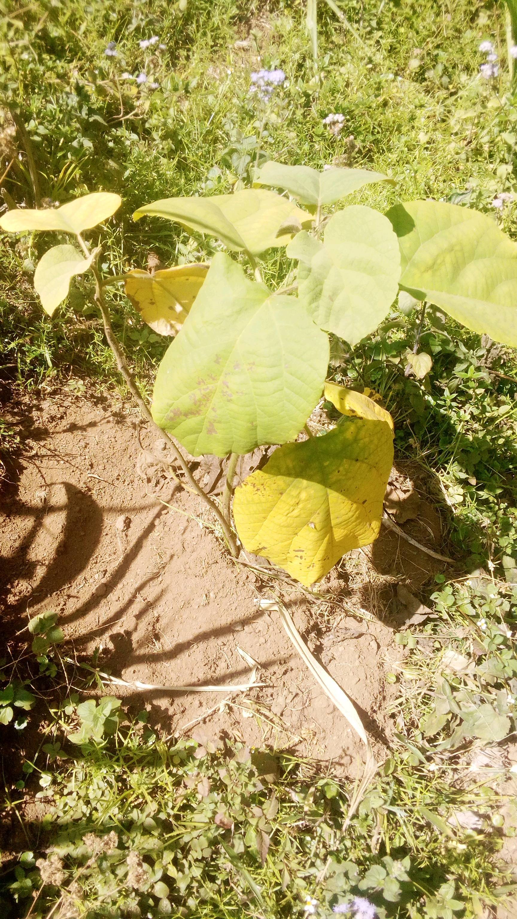 tree