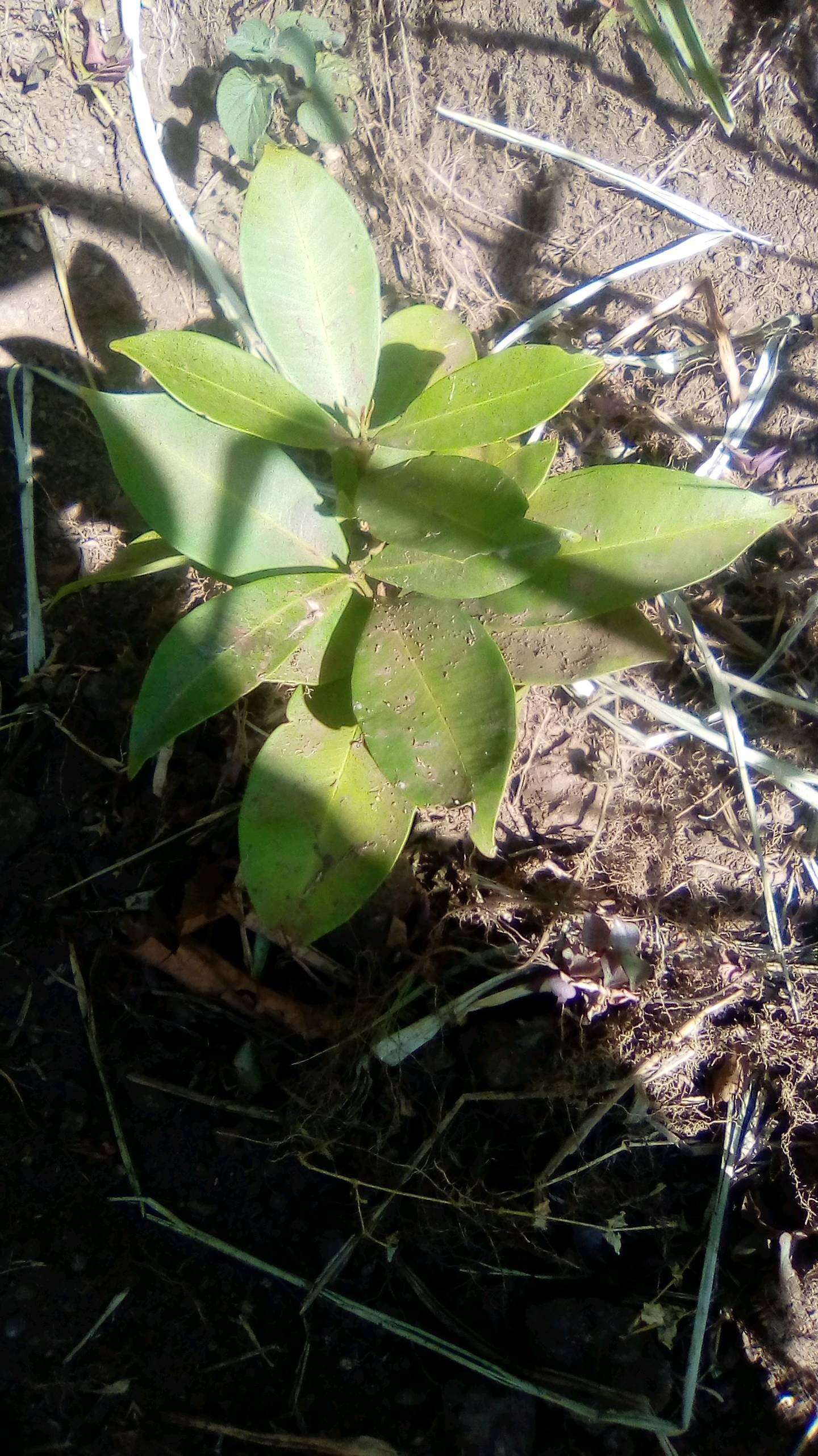 tree