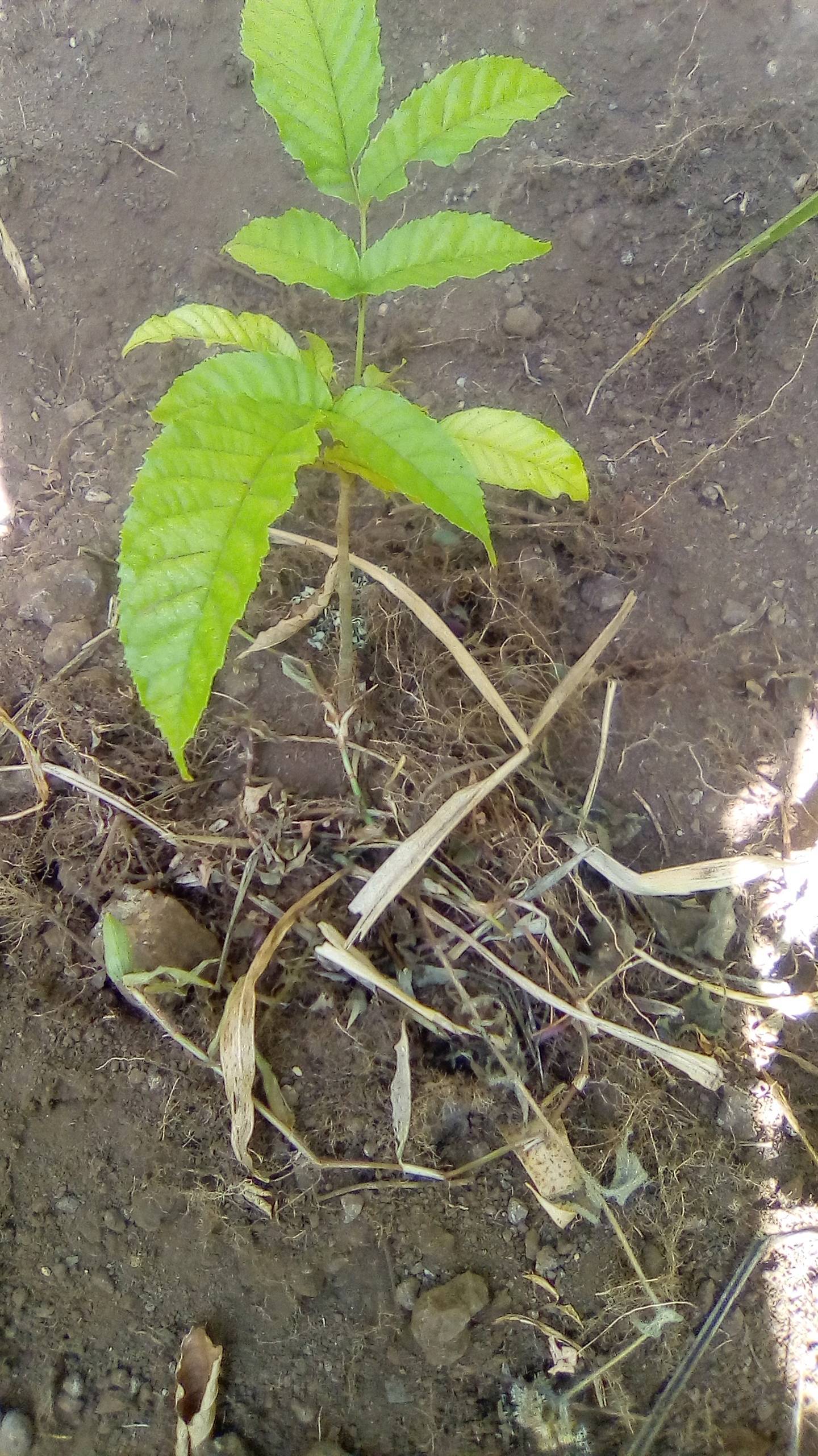 tree