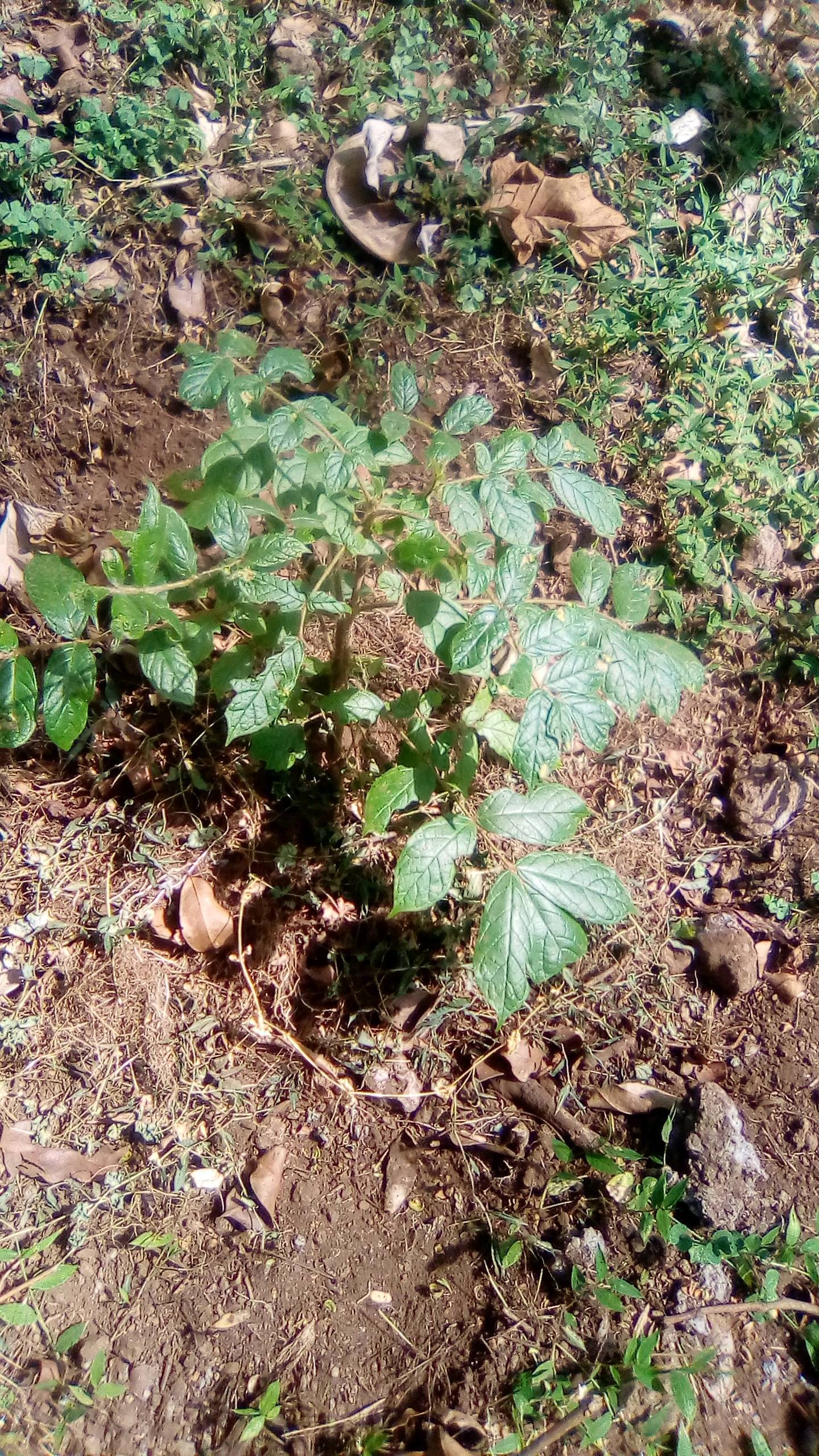 tree
