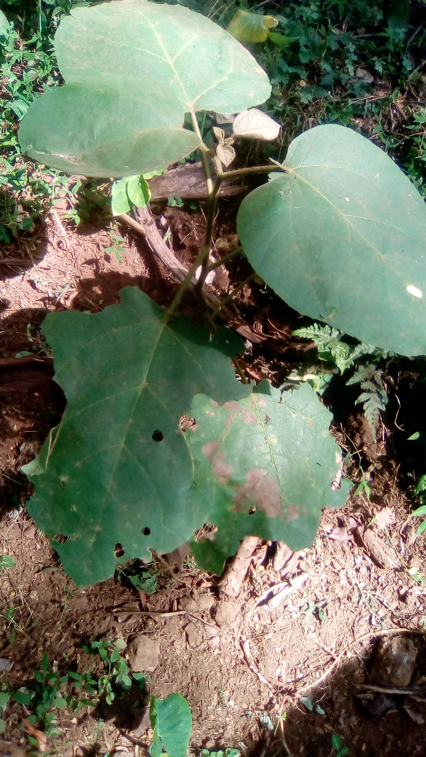 tree