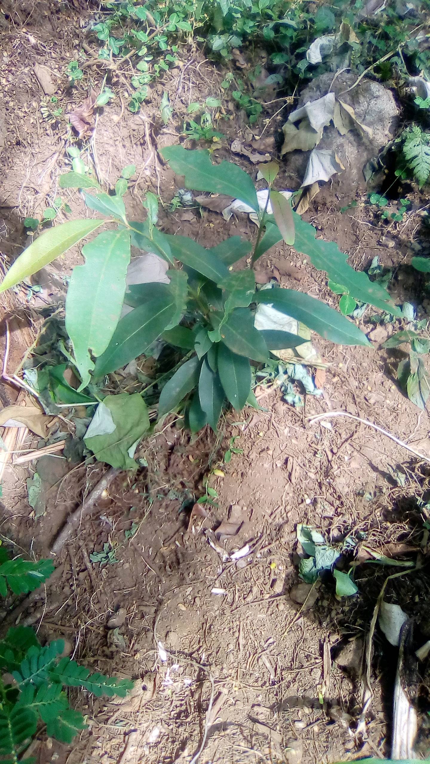 tree