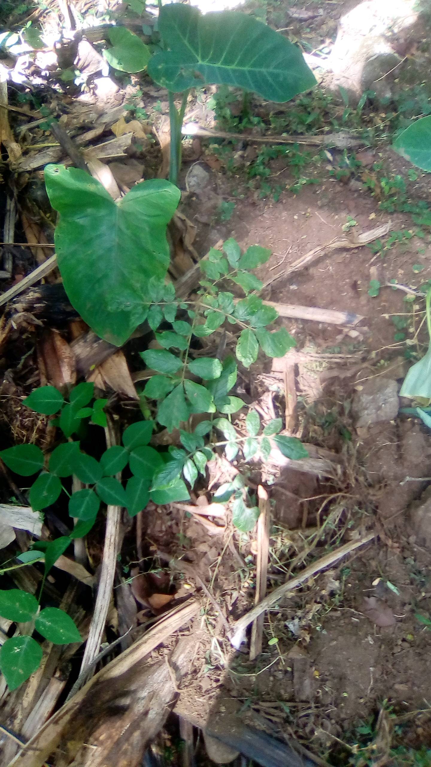 tree