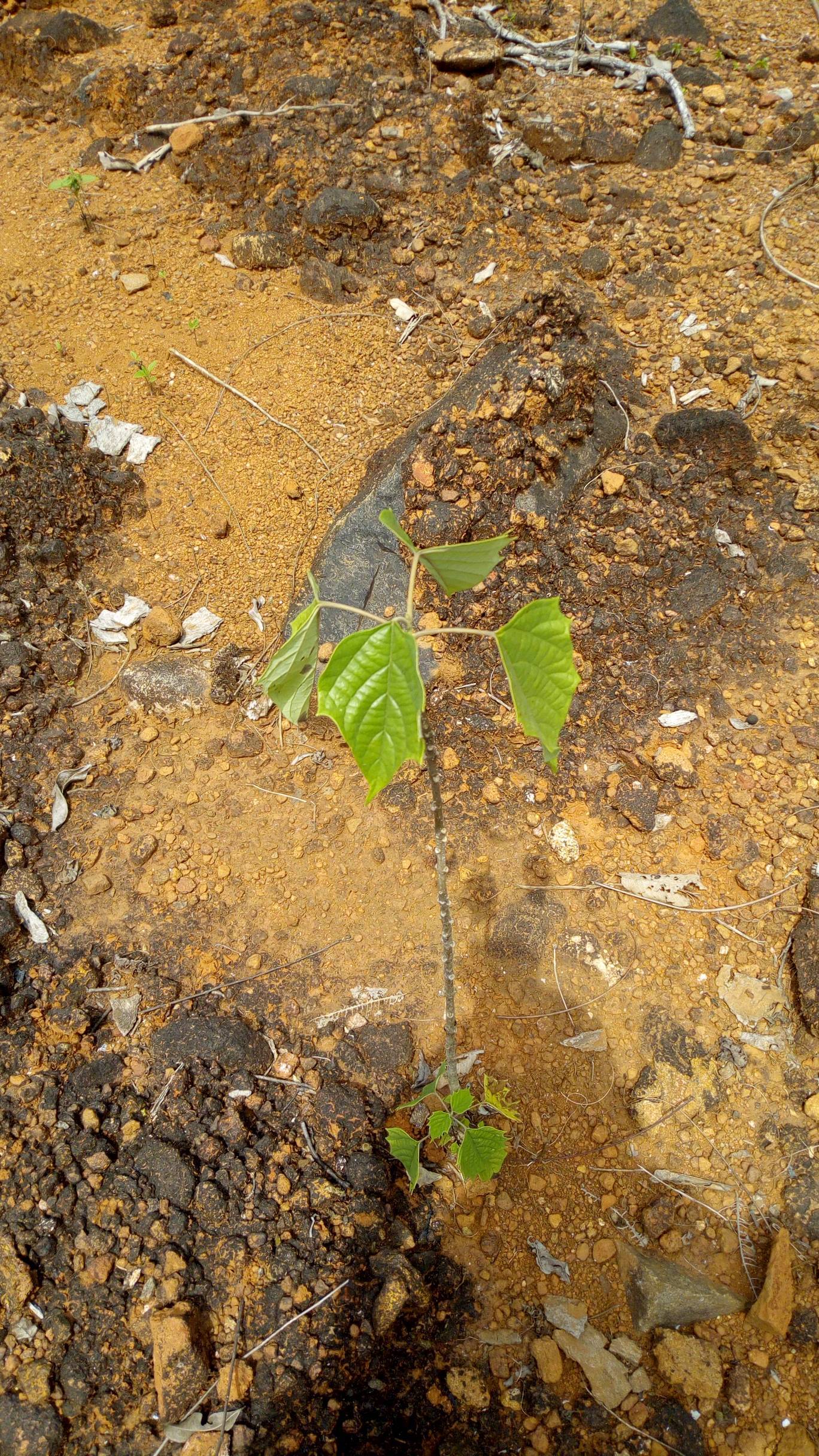 tree