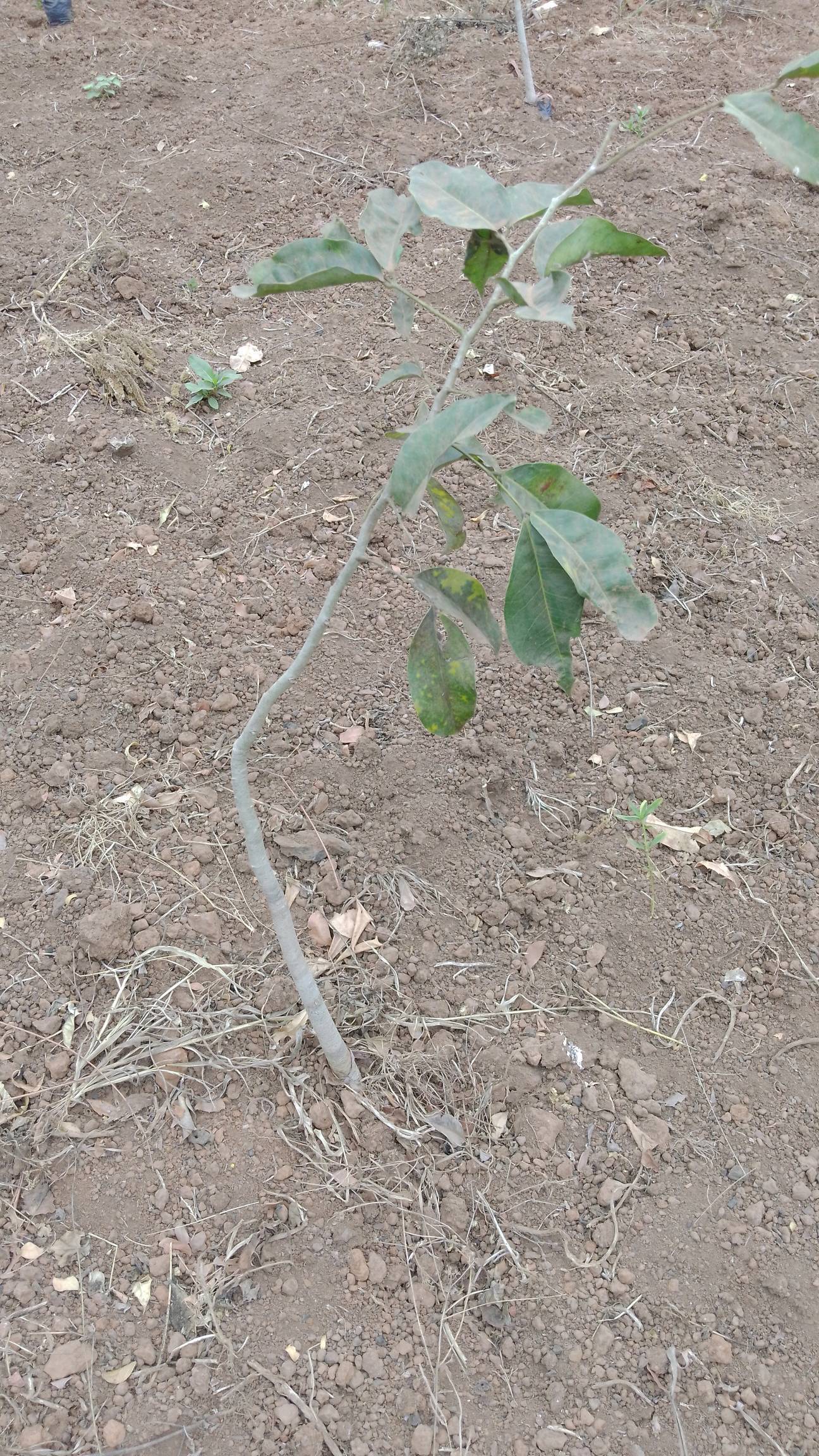 tree