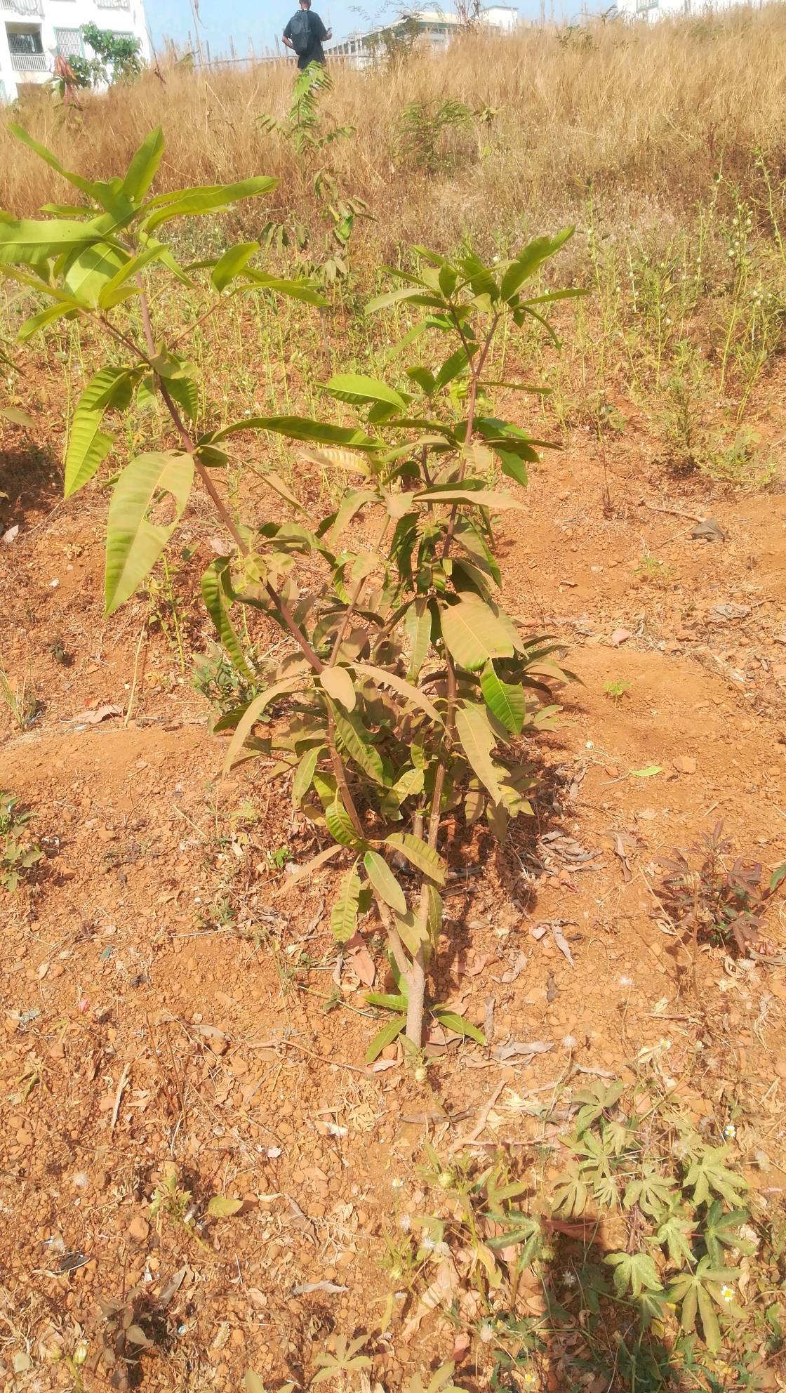 tree